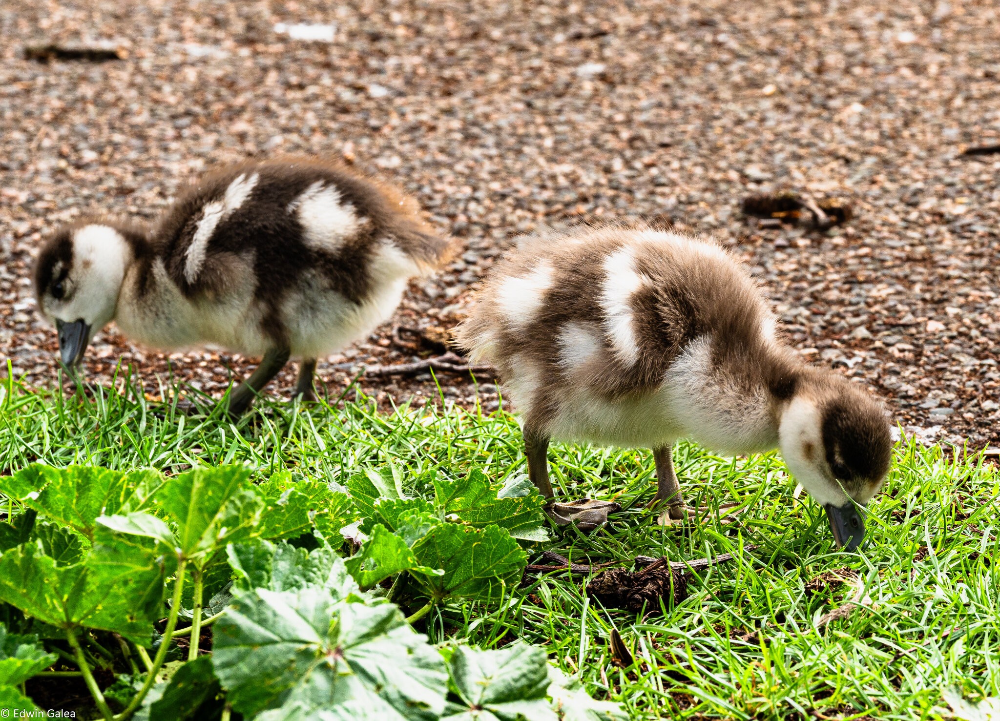 egyptian_geese_chicks-1.jpg