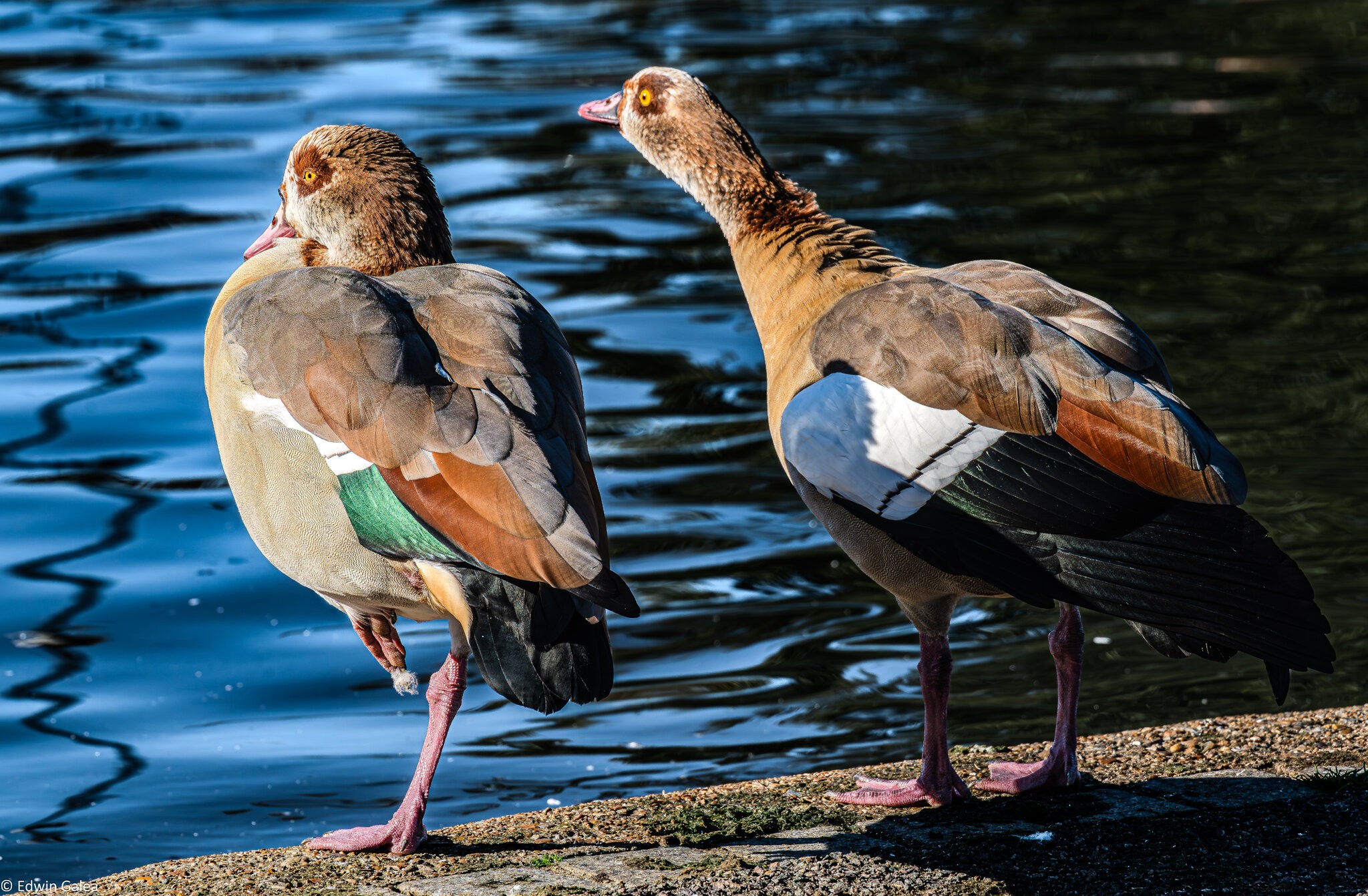 egyptian_geese_hdr-1.jpg