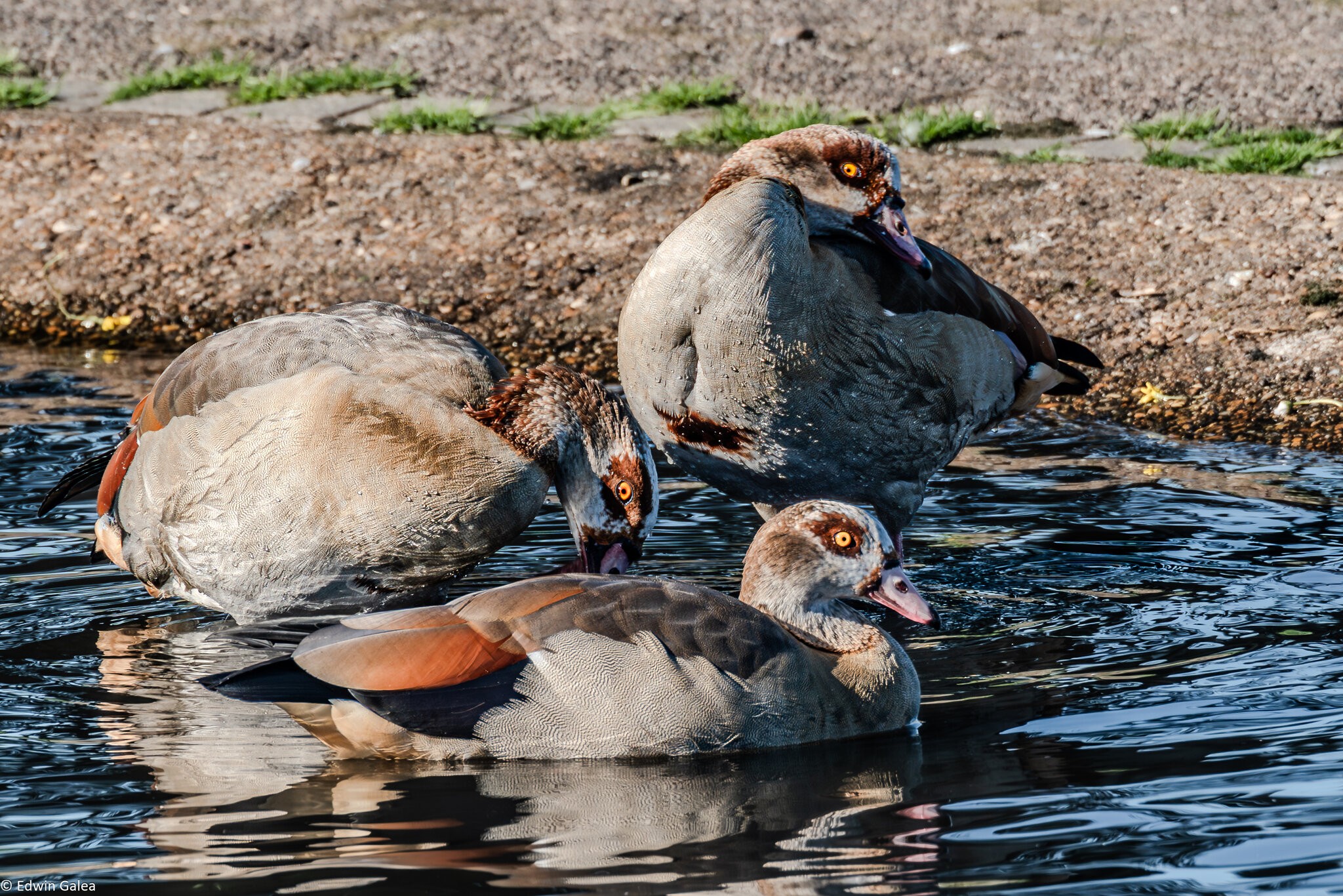 egyptian_geese_hdr-9.jpg