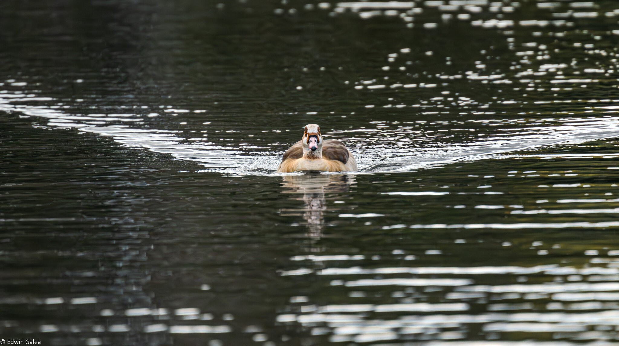 egytian_goose_hdr-1.jpg