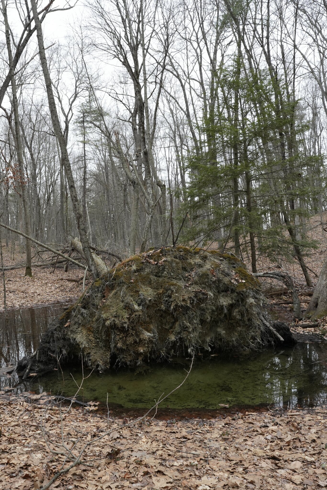 End of Life -- Tree Down