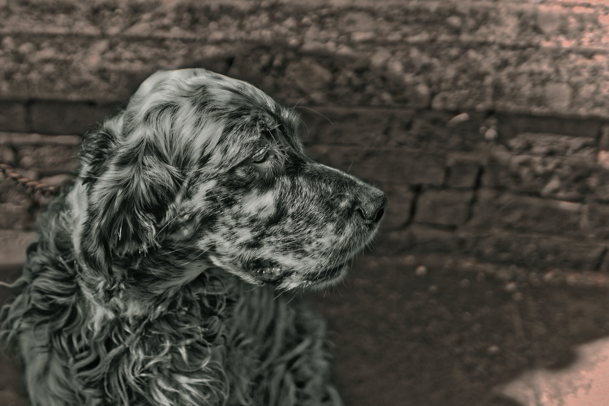English setter IF 550-1.jpg