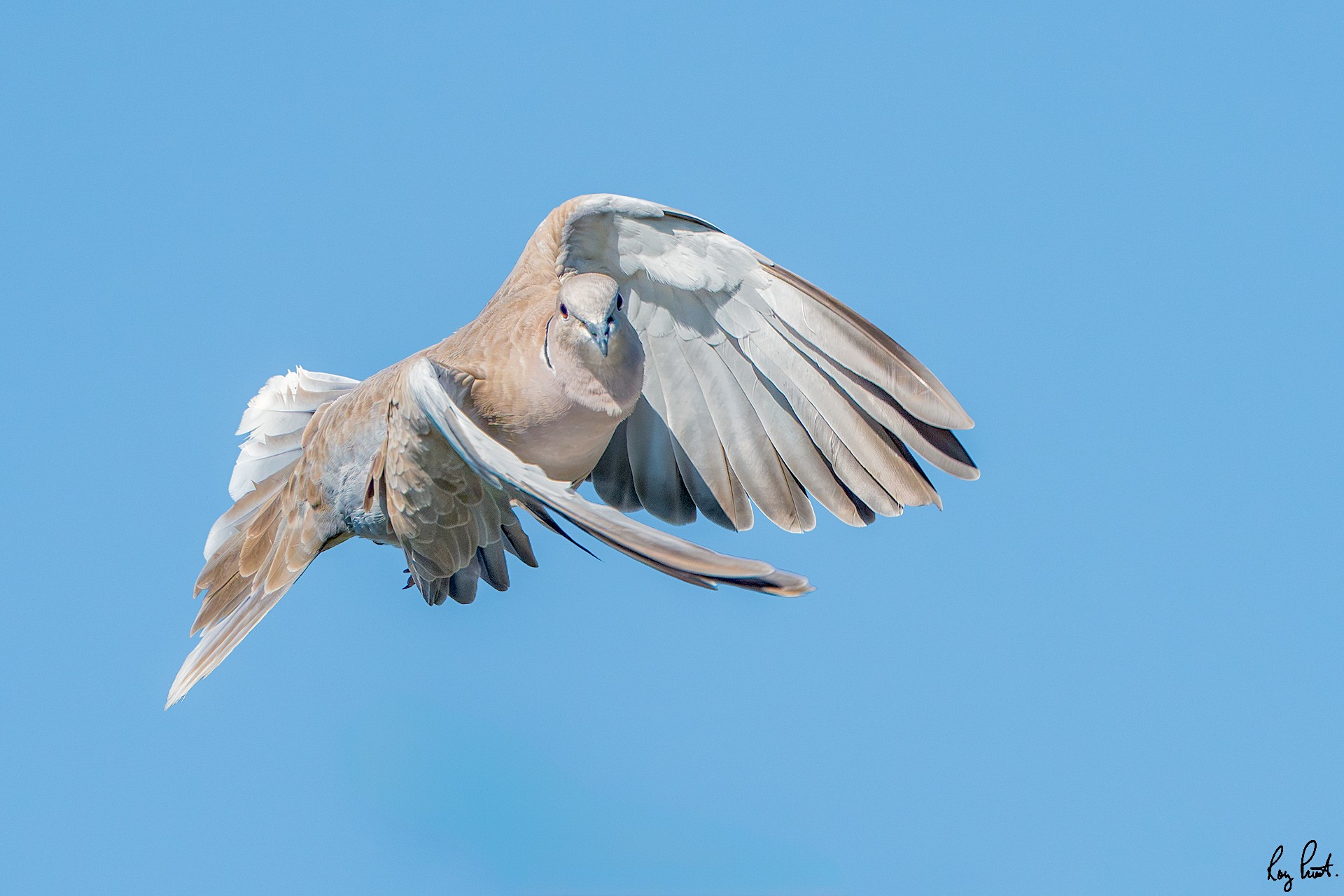 Eurasian-Collared-Dove-2089-Edit.jpg