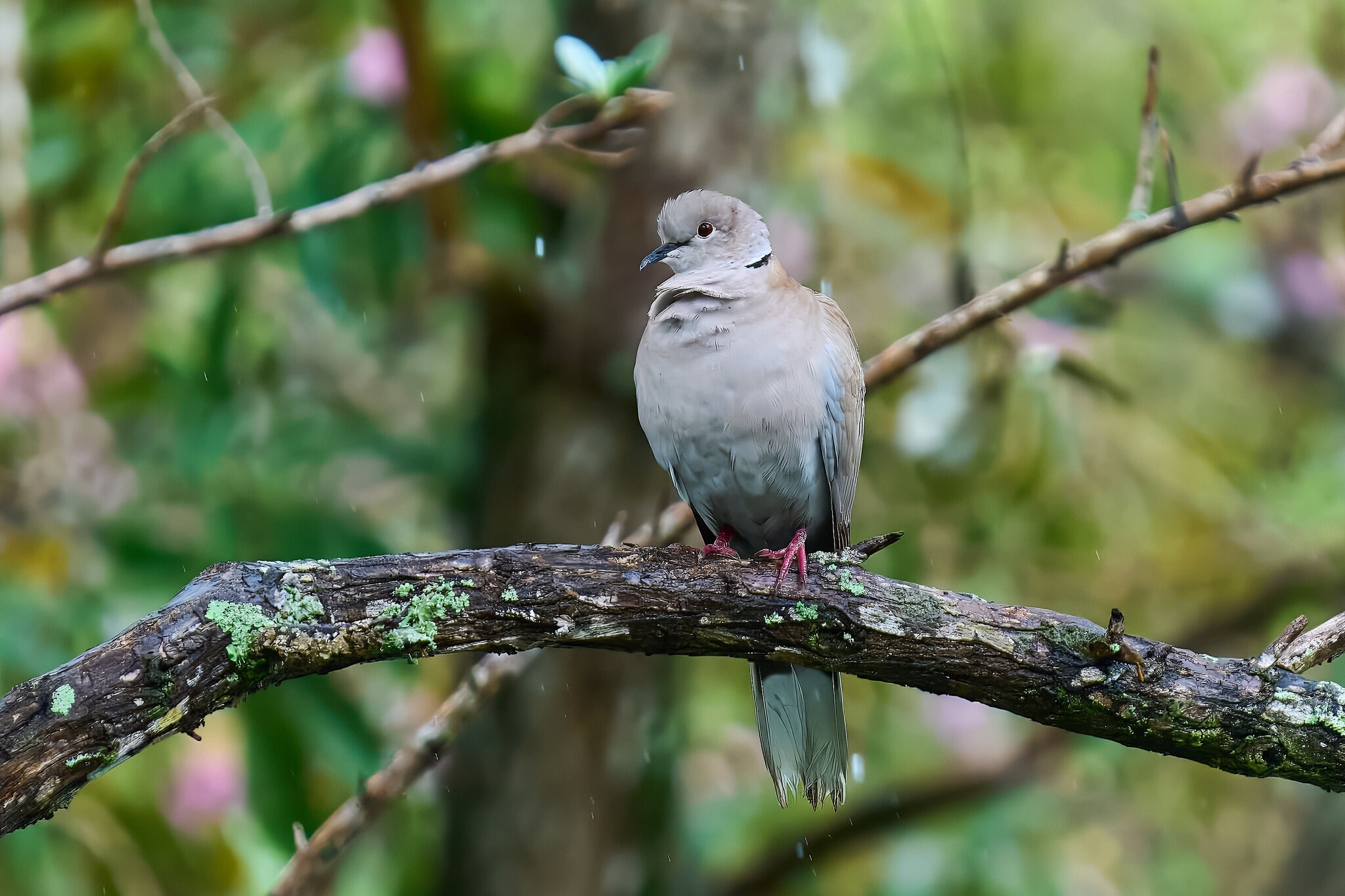 Eurasian Collared-Dove - Brewer Park - 03292026 - 01 - rDN.jpg