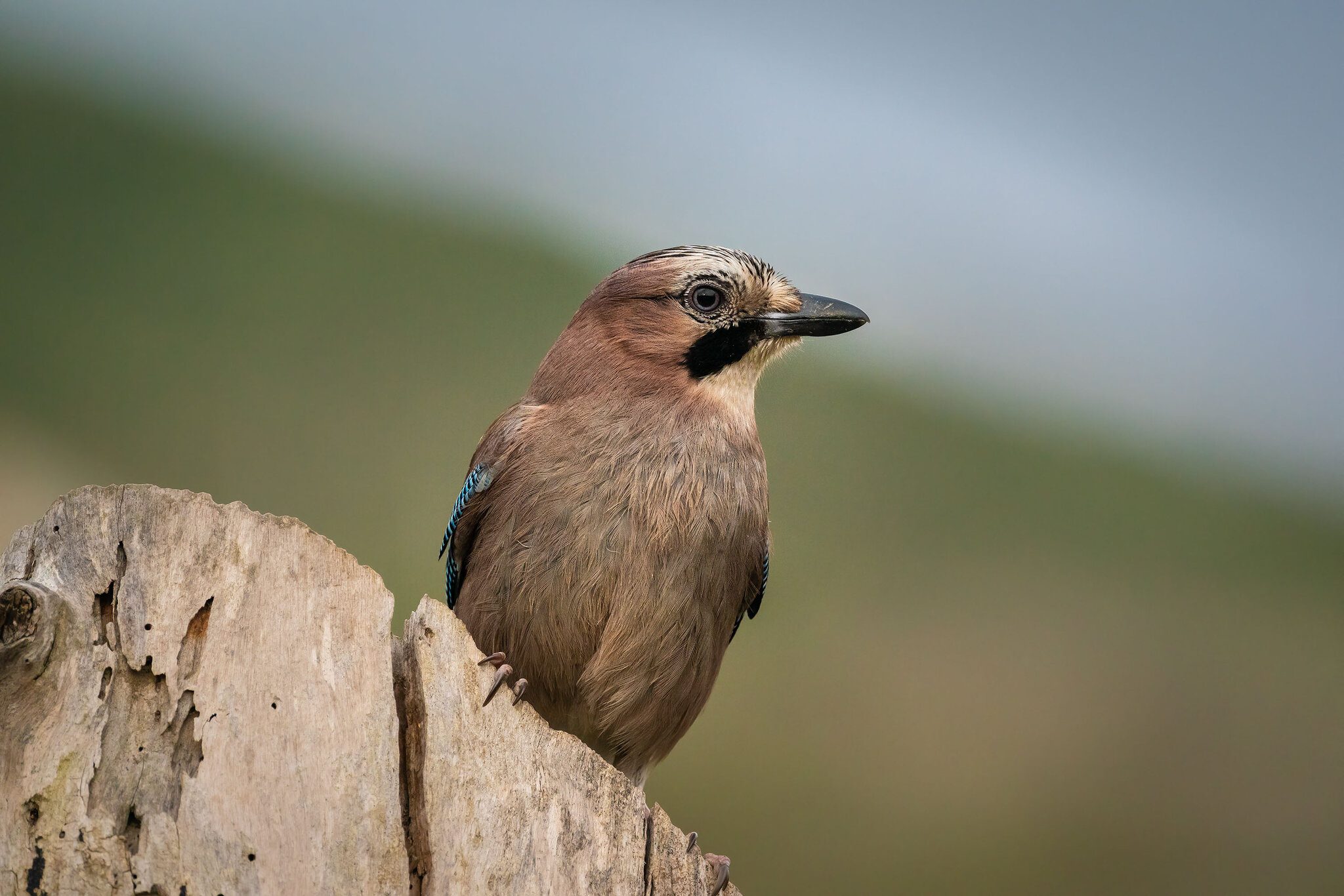 Eurasian jay