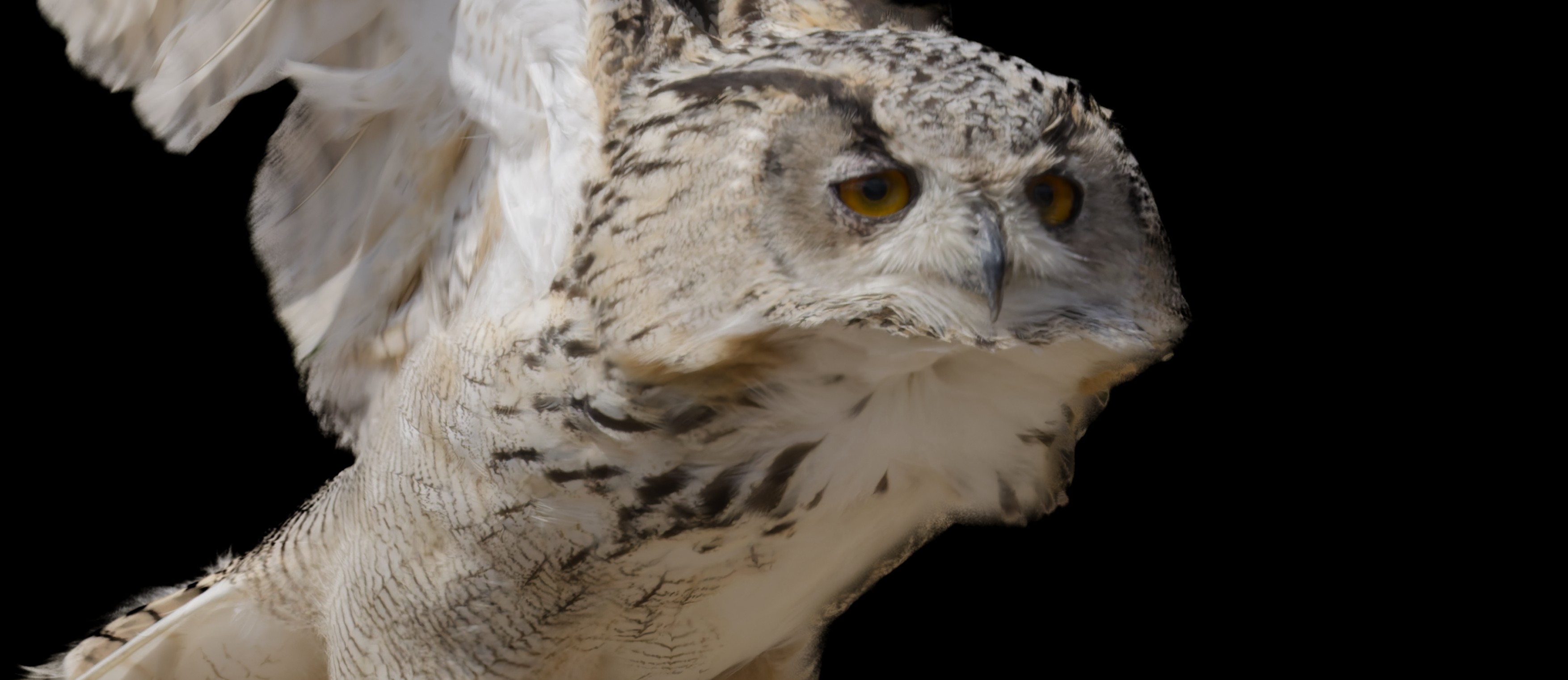 Eurasian owl-6.jpg