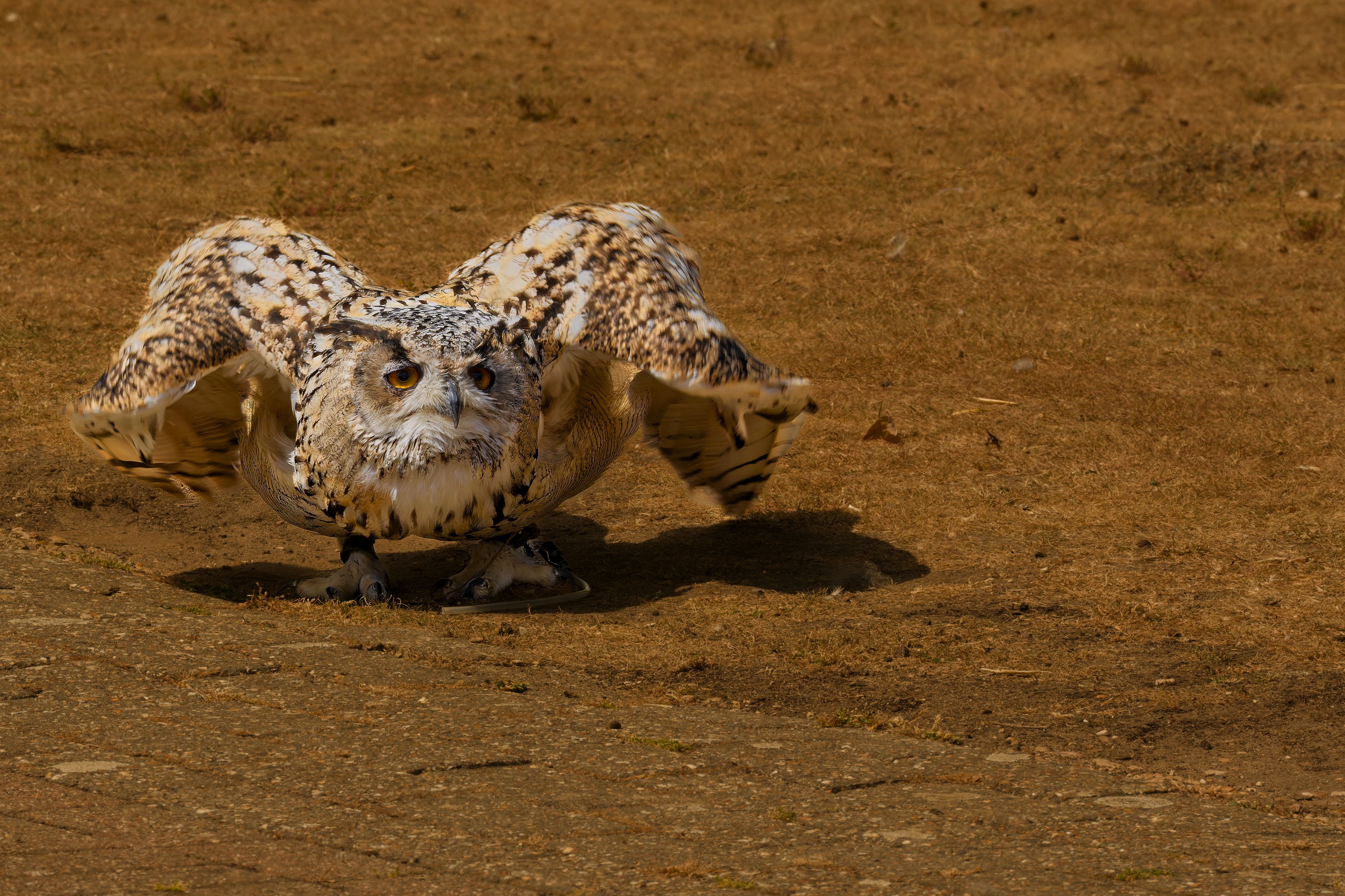 Eurasian Owl