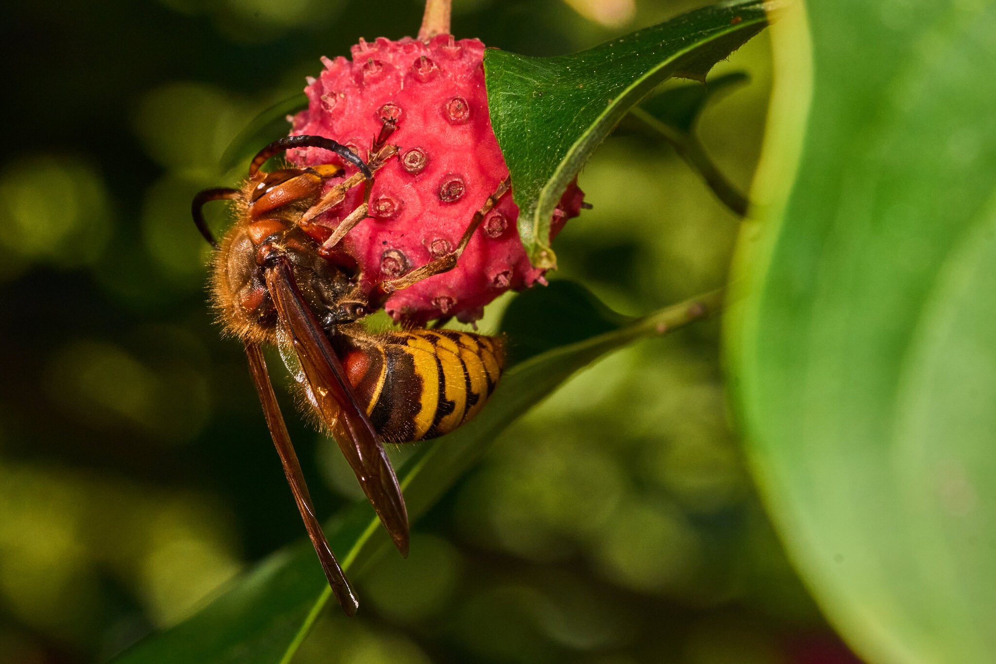 European Hornet - Tyler Arboretum - 101042025 - 01.jpg