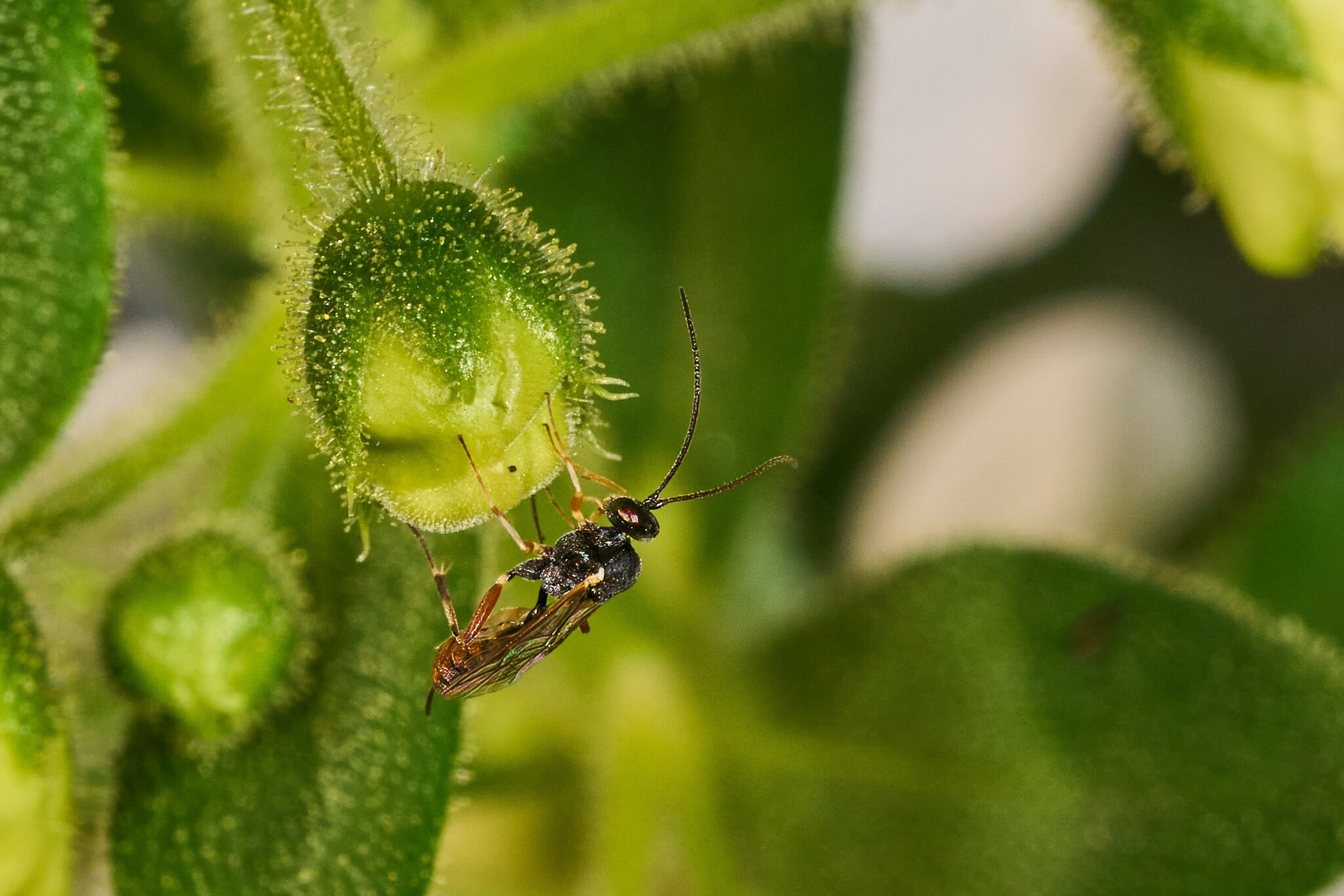 Exenterini Wasp - Longwood Gardens - 09202025 - 02 - DN.jpg