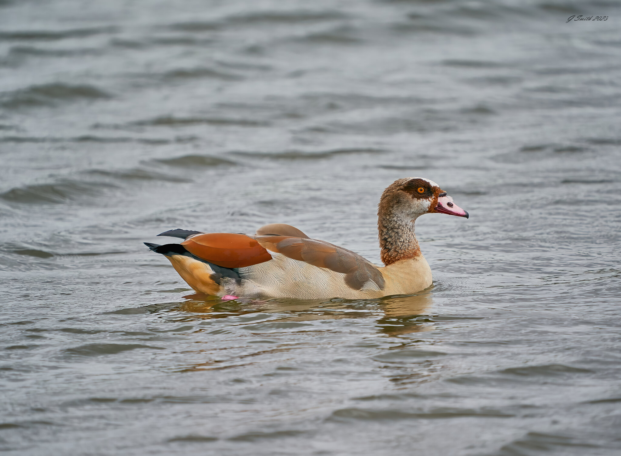 eyptian goose 2023 4.jpg