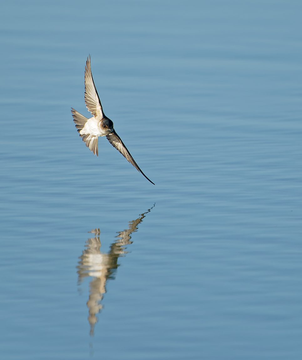 Fairy Marten or Welcome Swallow IF WTP (233).jpg