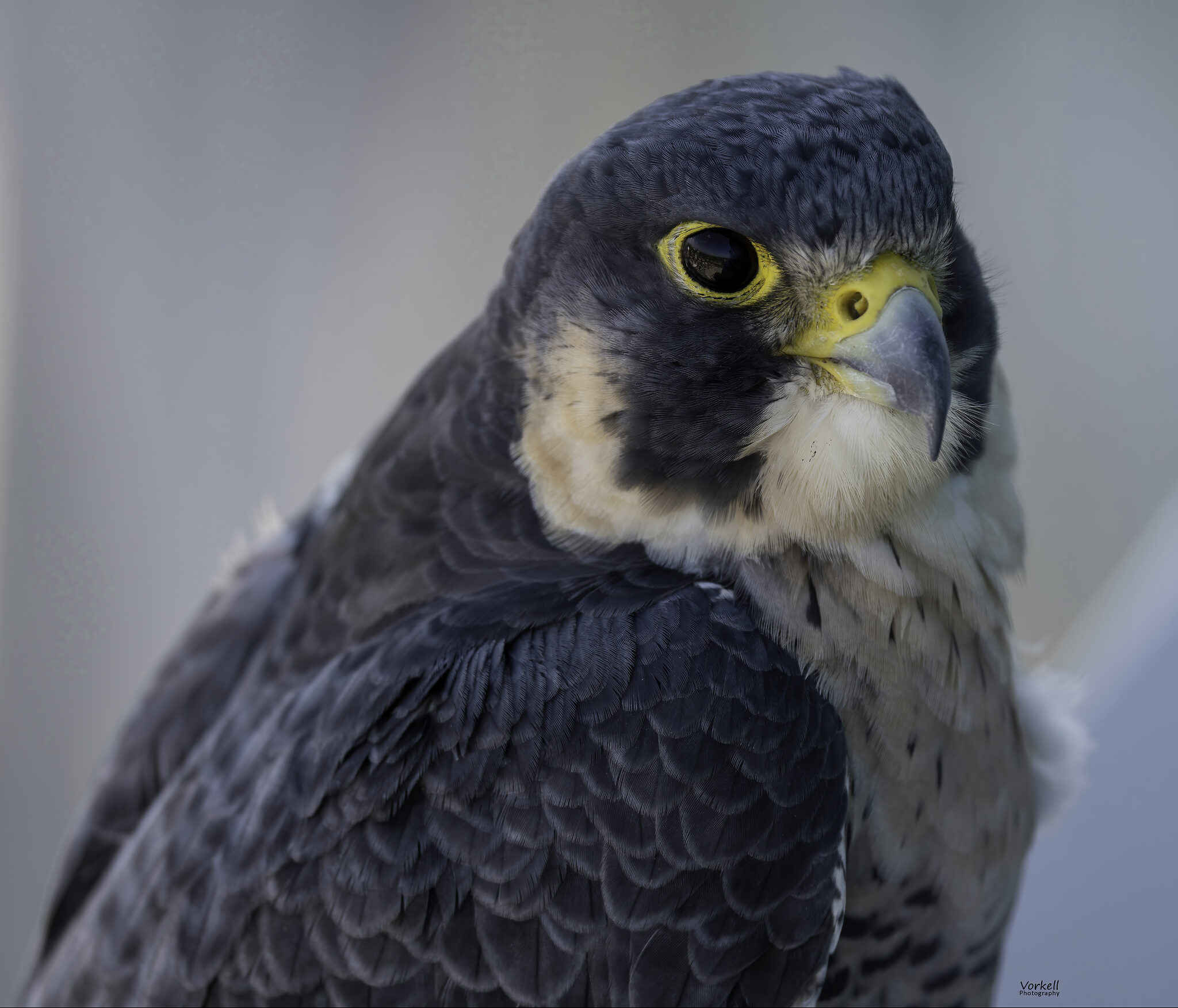 Falco Eye-denoise-denoise.jpg