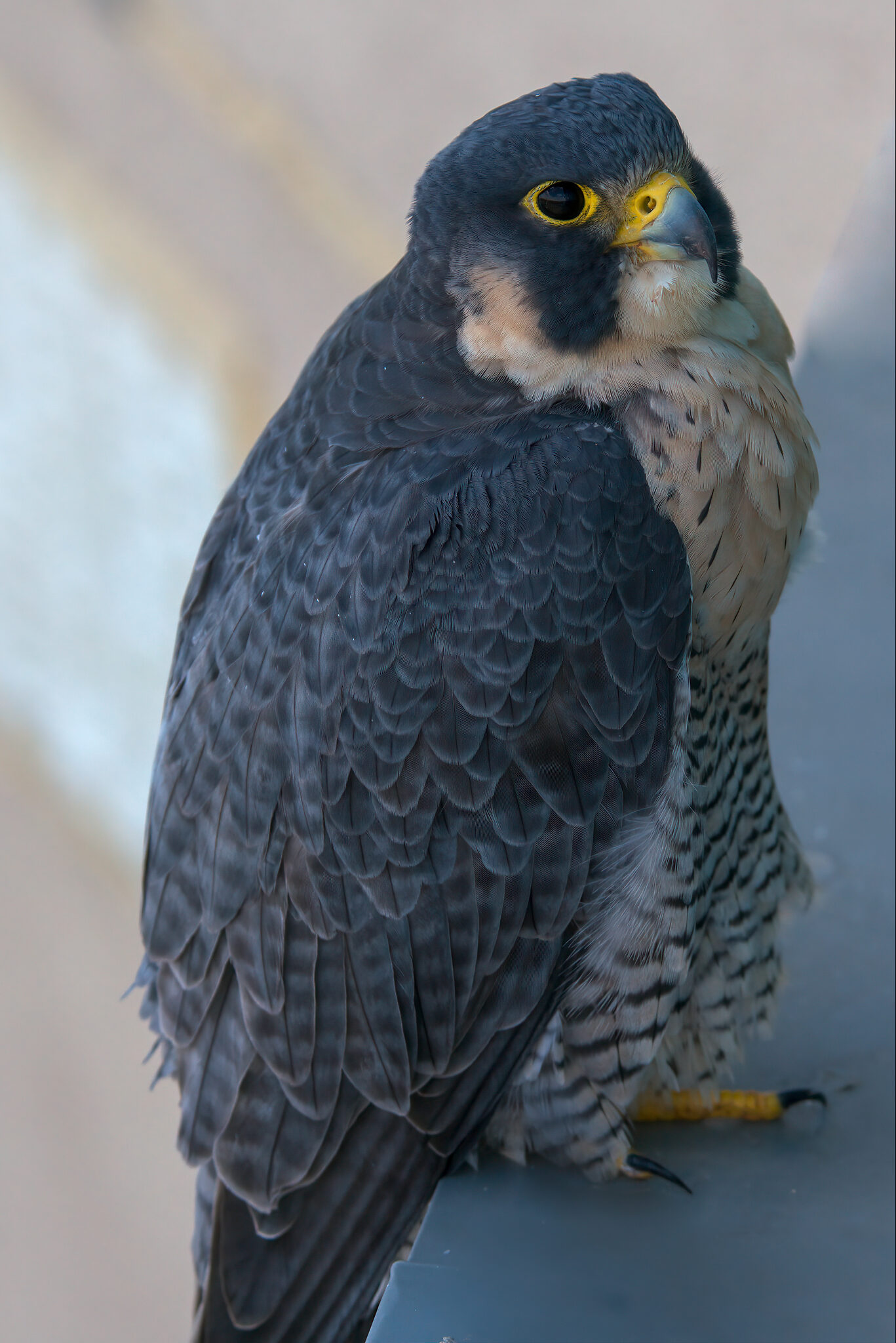Falco Perched