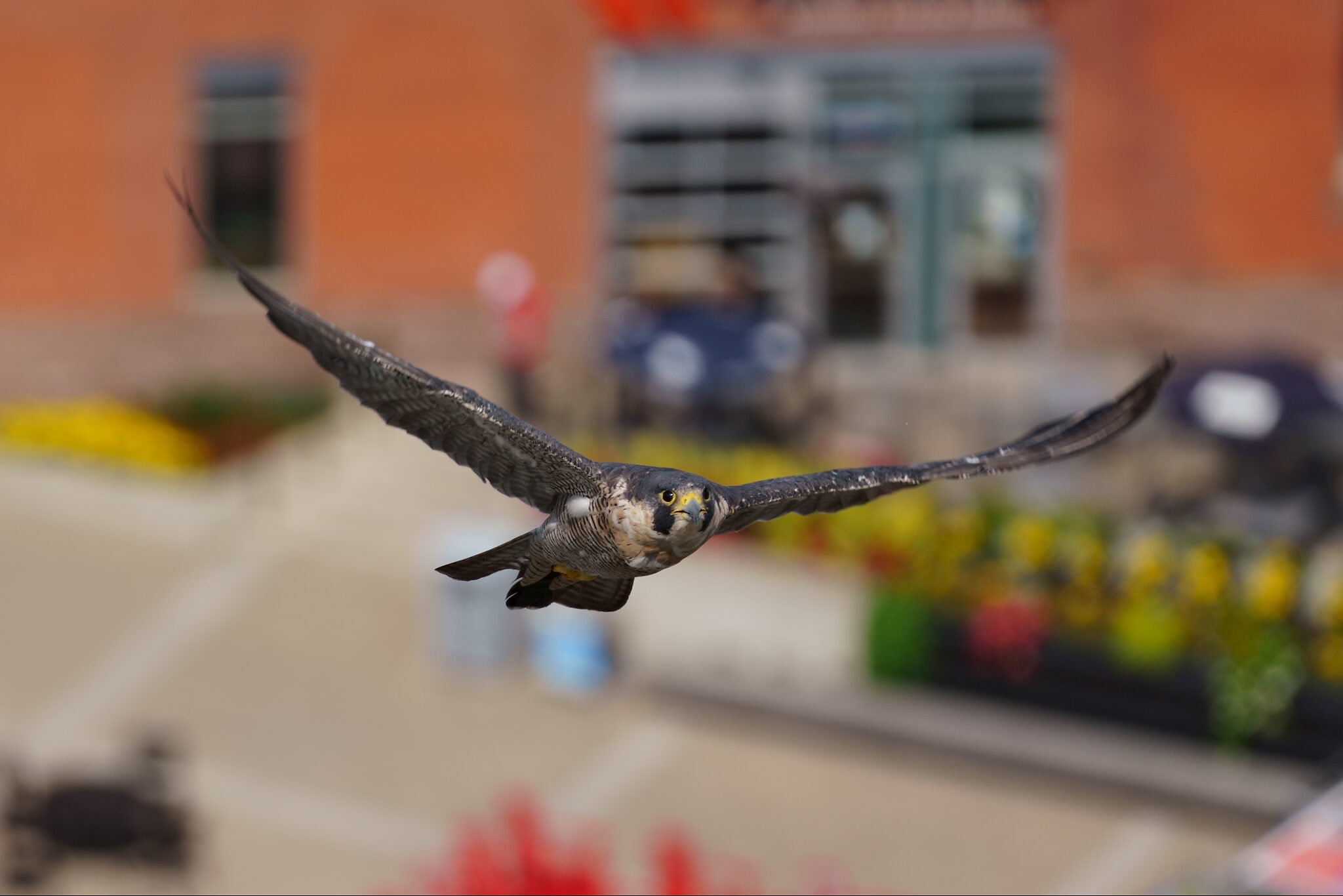 Falcoette in Flight.JPG