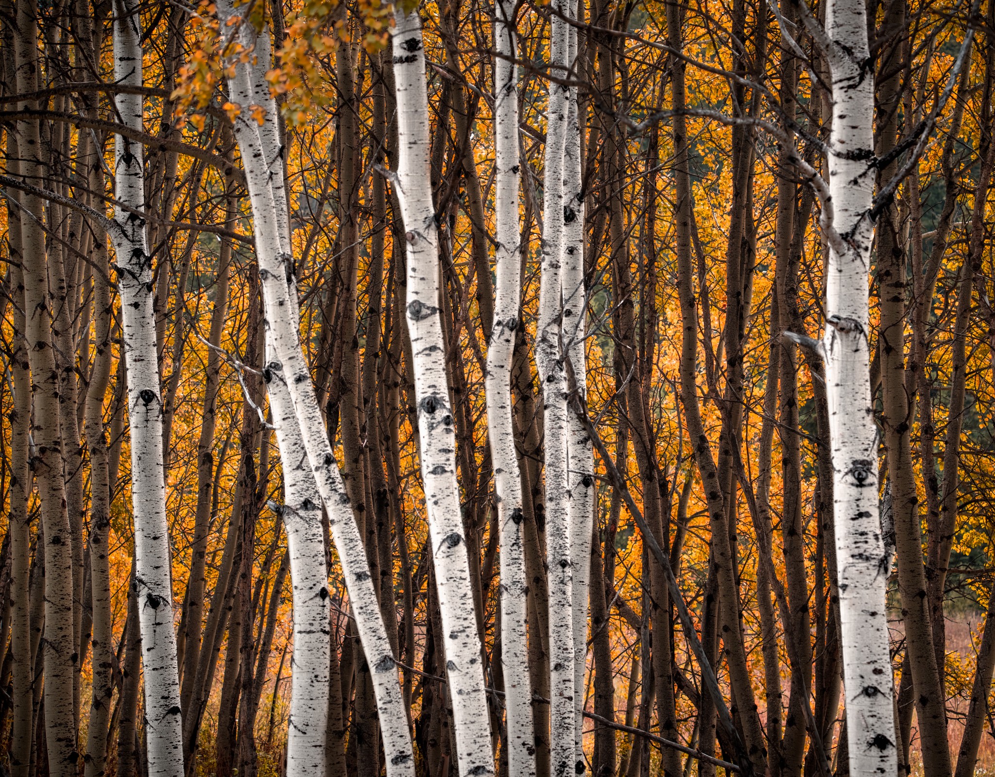 Fall Birch.jpg