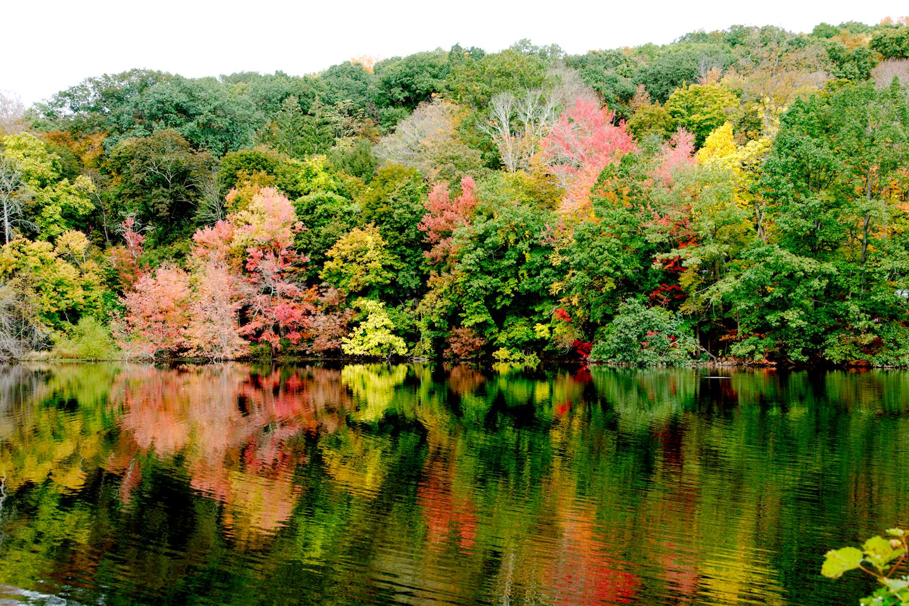 Fall colors A9_04020.jpg