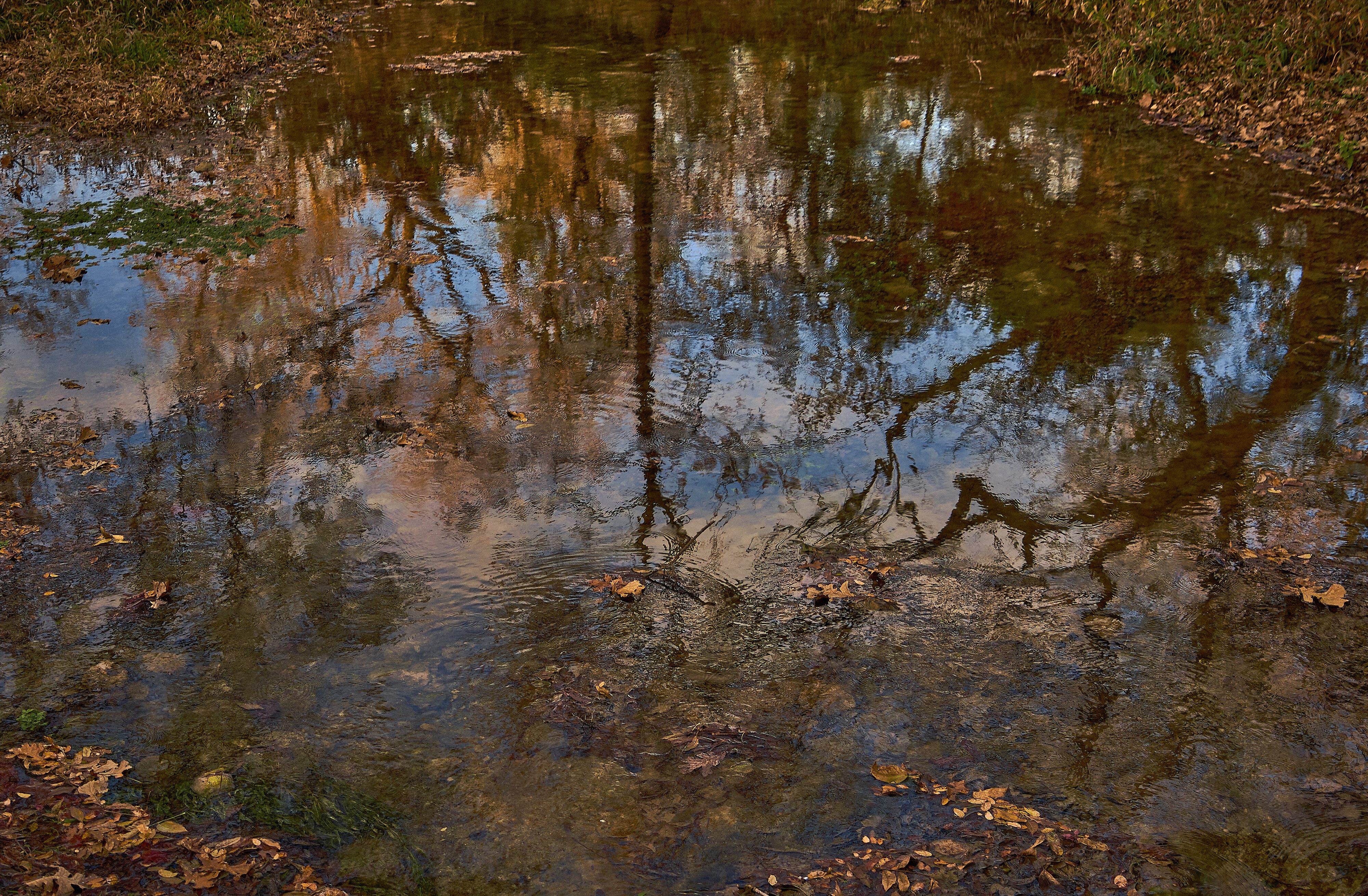 Fall reflection