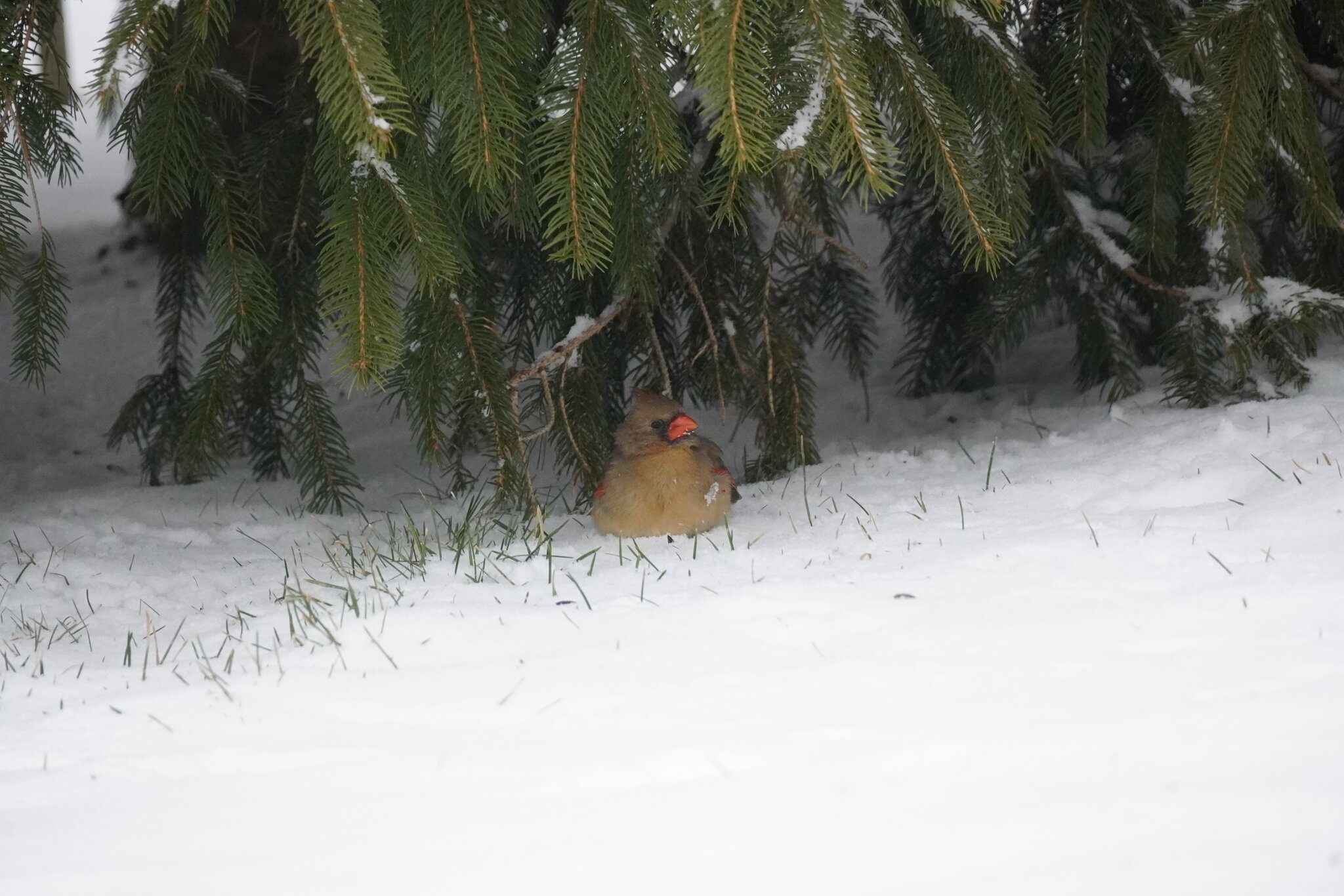 Female Cardinal fuzzy.JPG