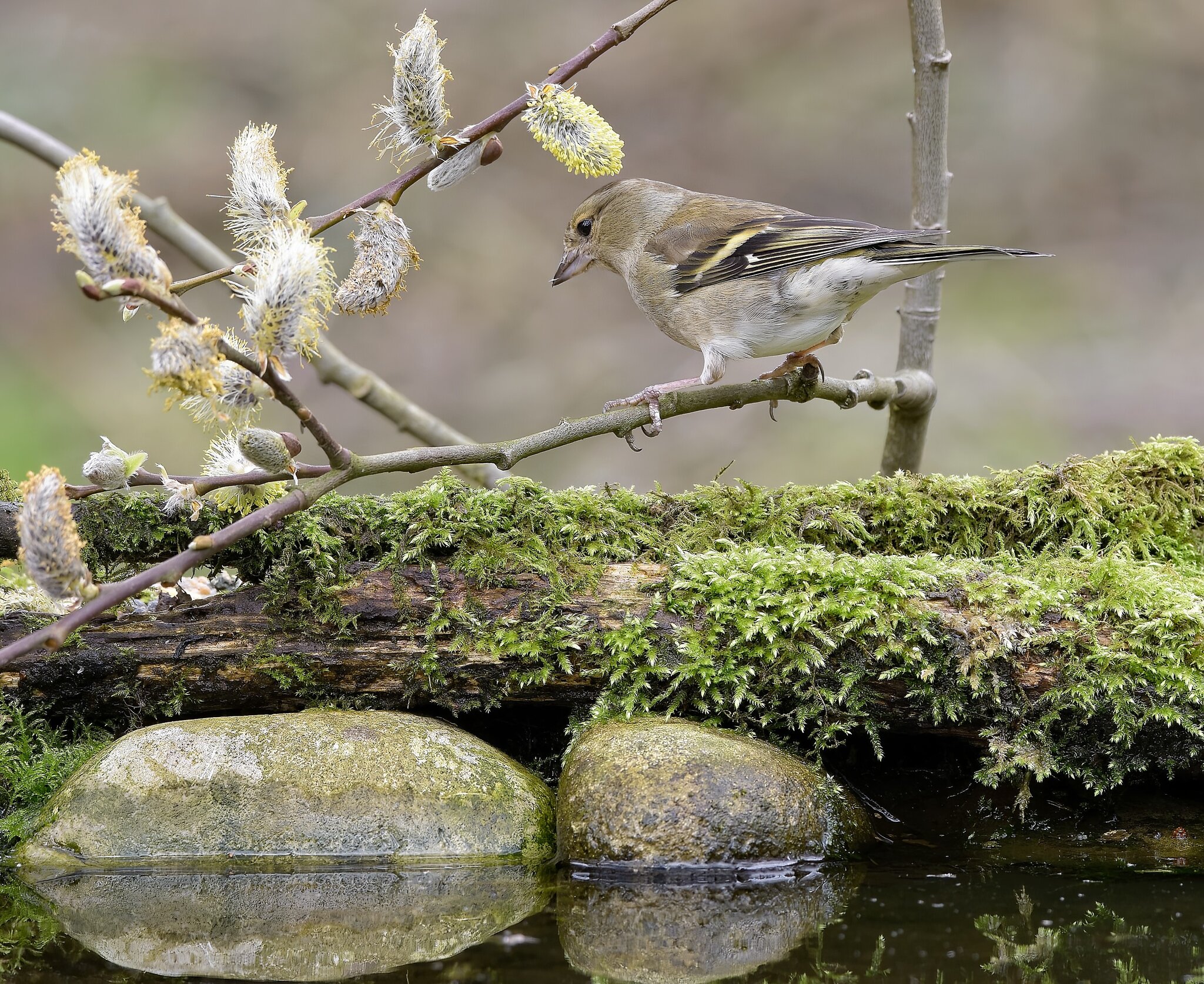 Female Chaffinch.jpg