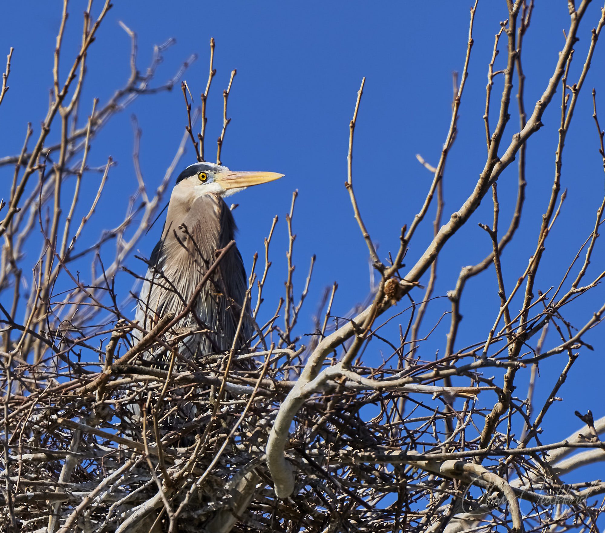 Female Heron on her nest