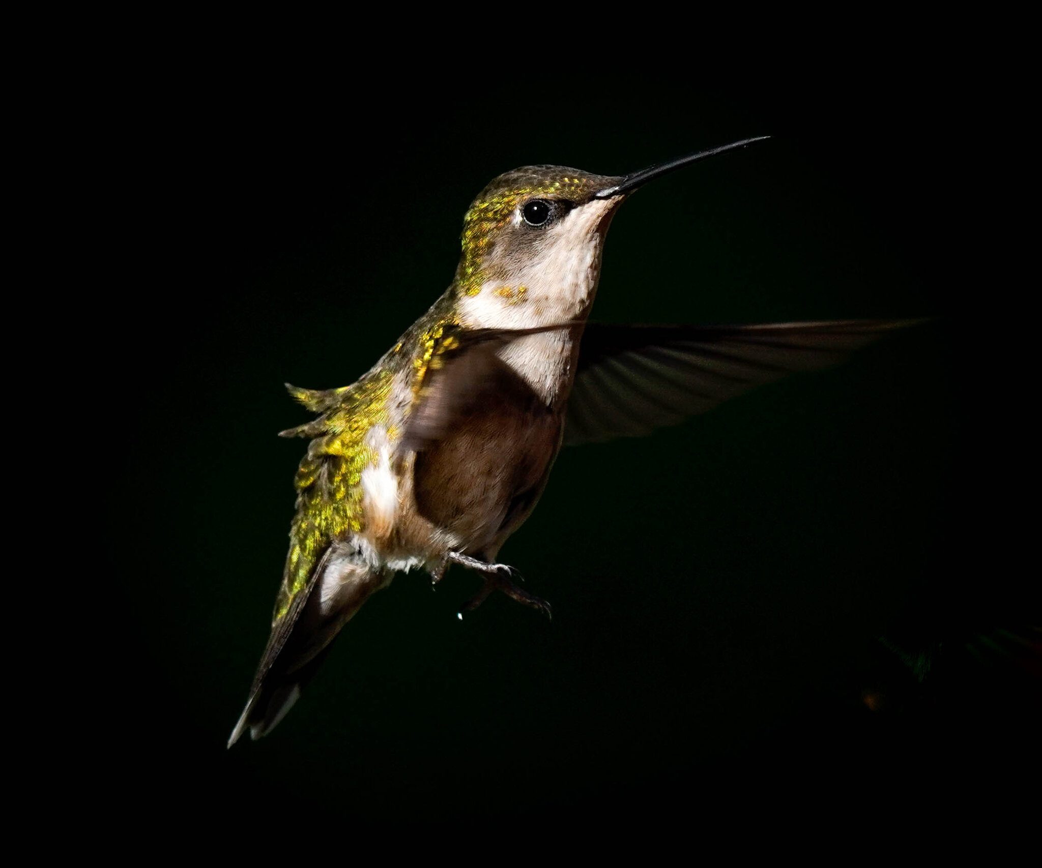 Female Humming Bird