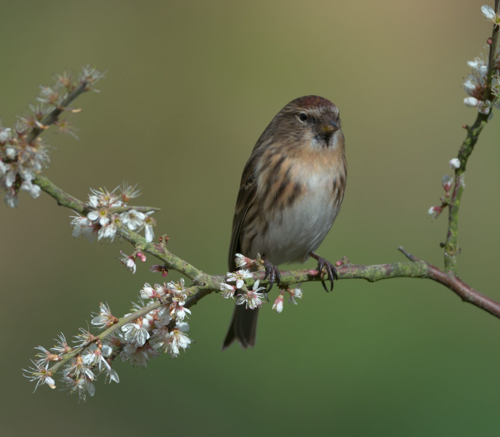 Female Redpole.jpg