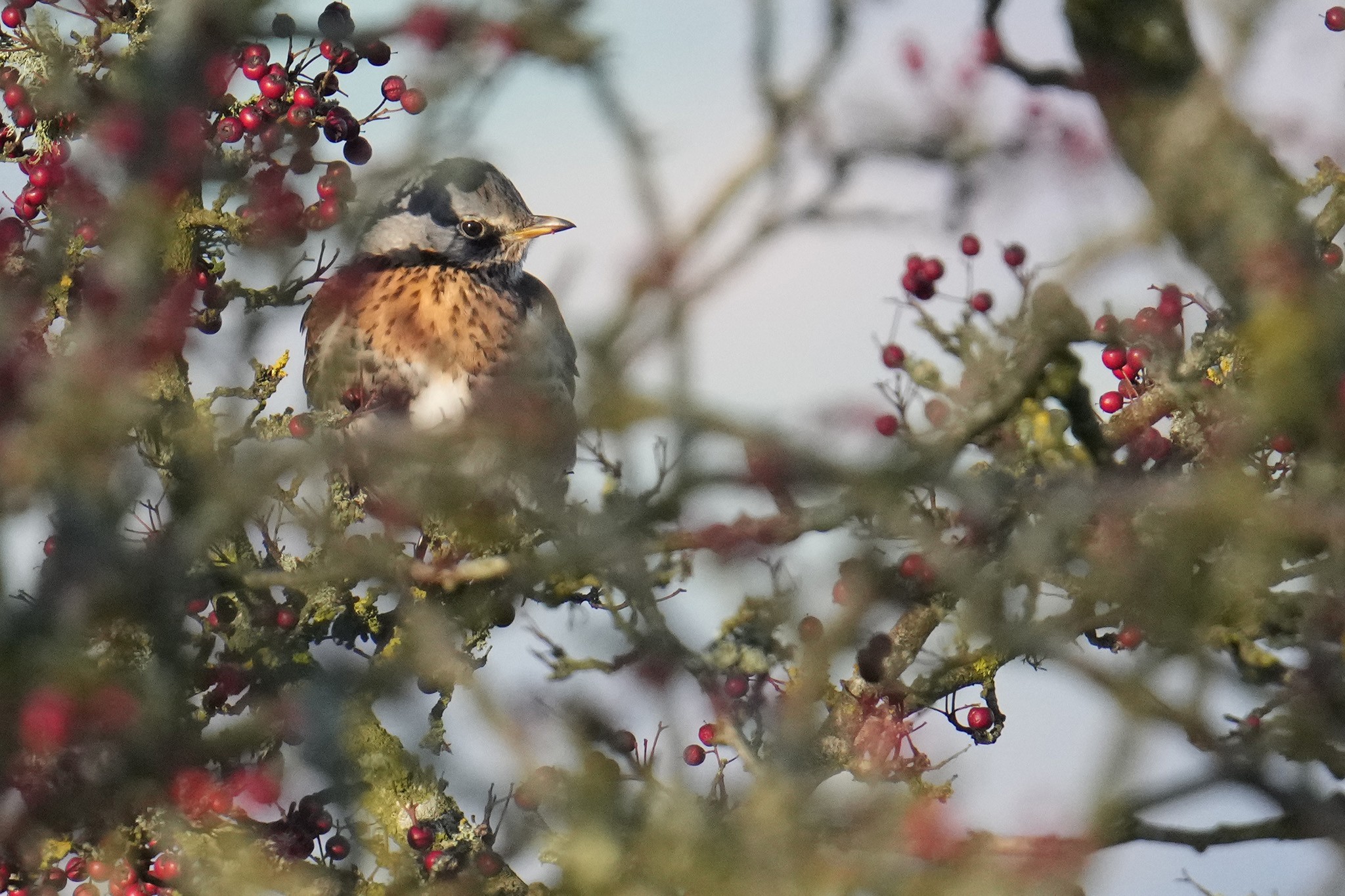 Fieldfare-DSC04434-2048px.jpg