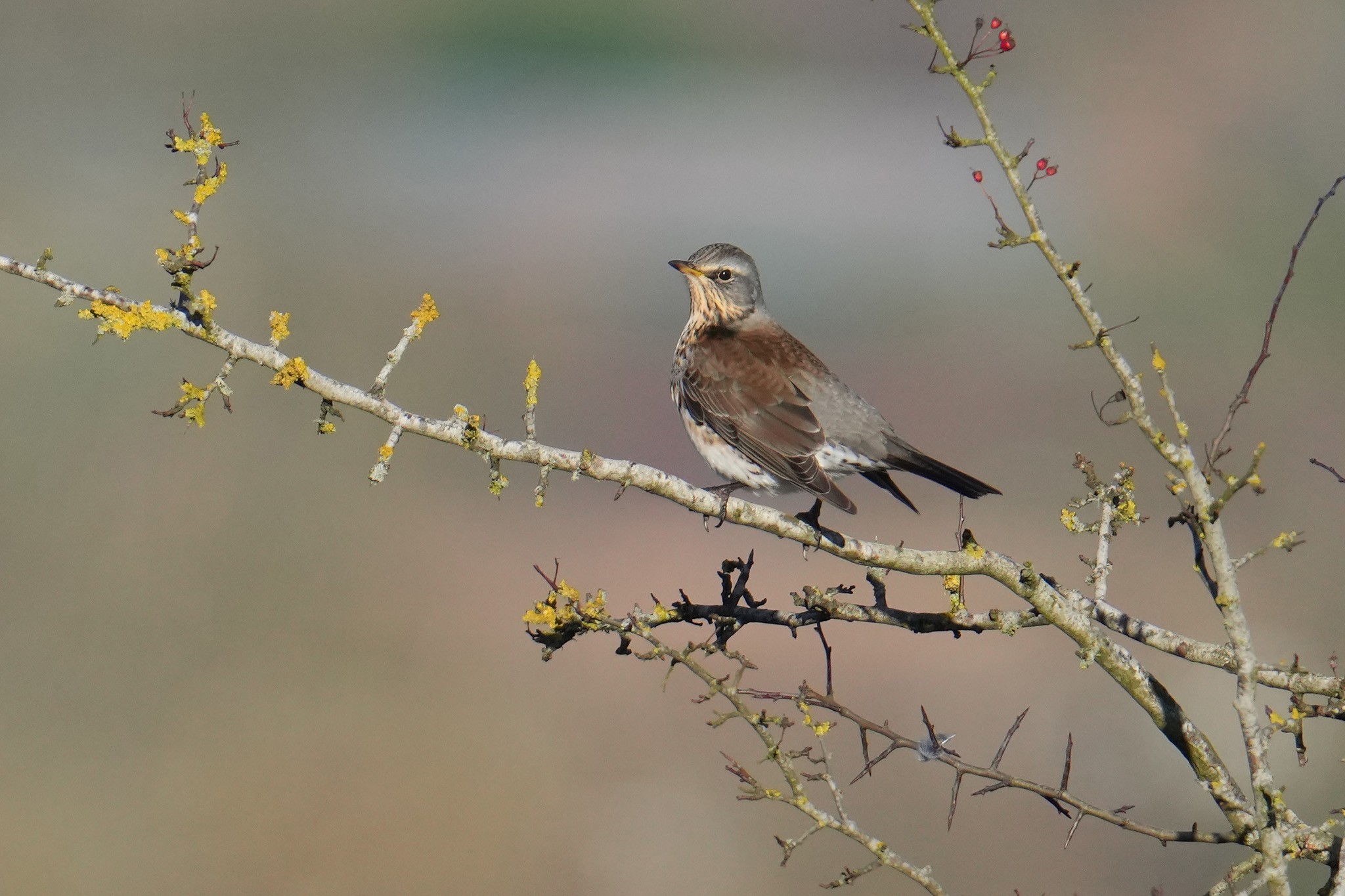 Fieldfare-DSC04484-2048px.jpg