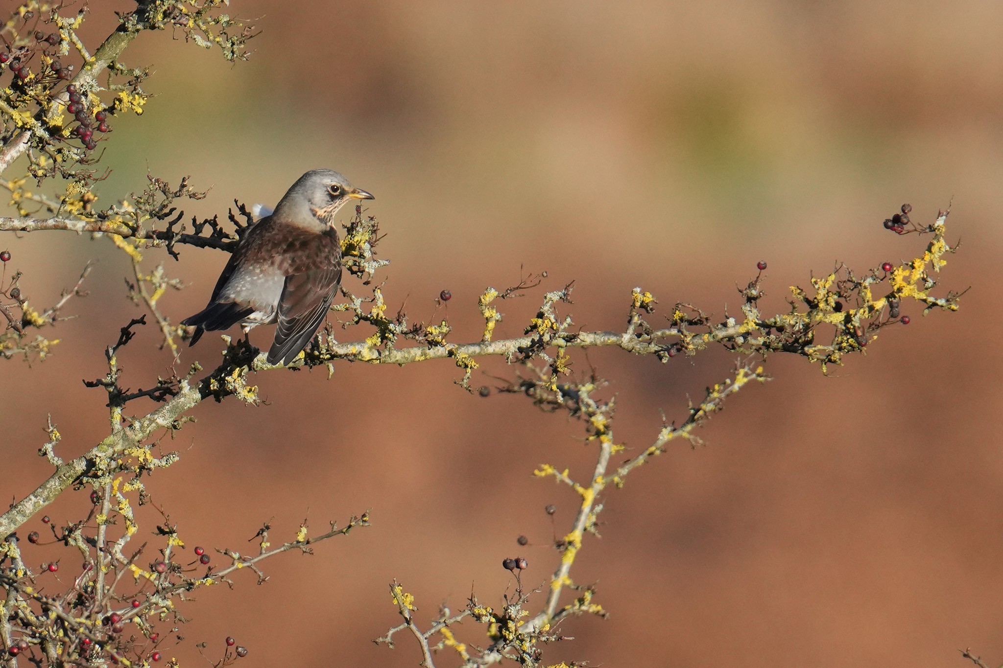 Fieldfare-DSC04491-2048px.jpg