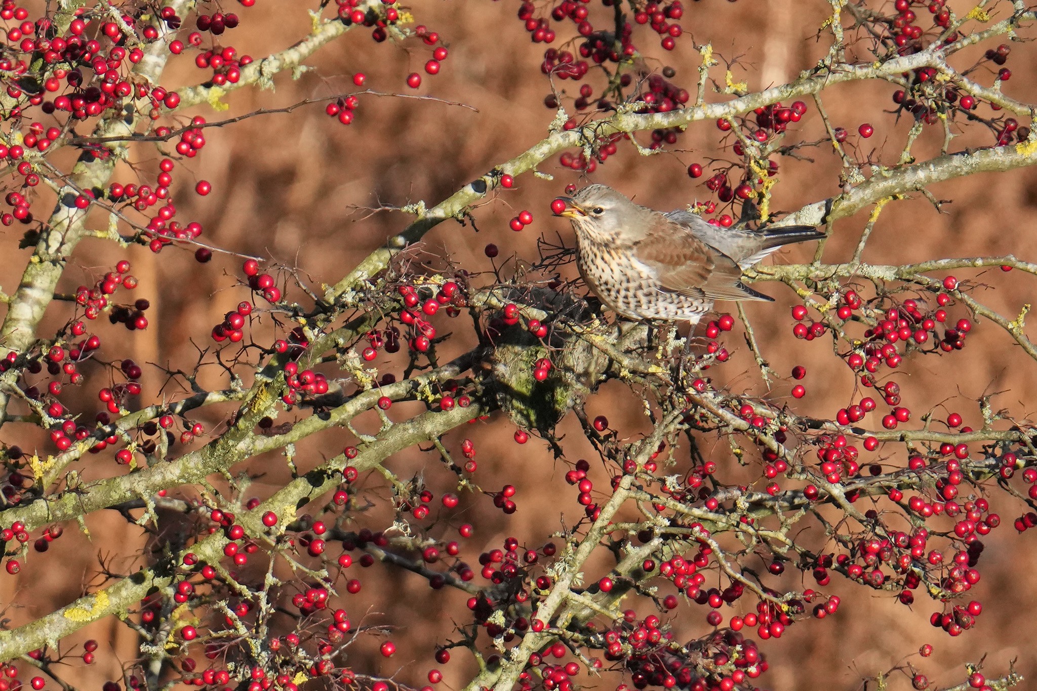 Fieldfare-DSC04544-2048px.jpg