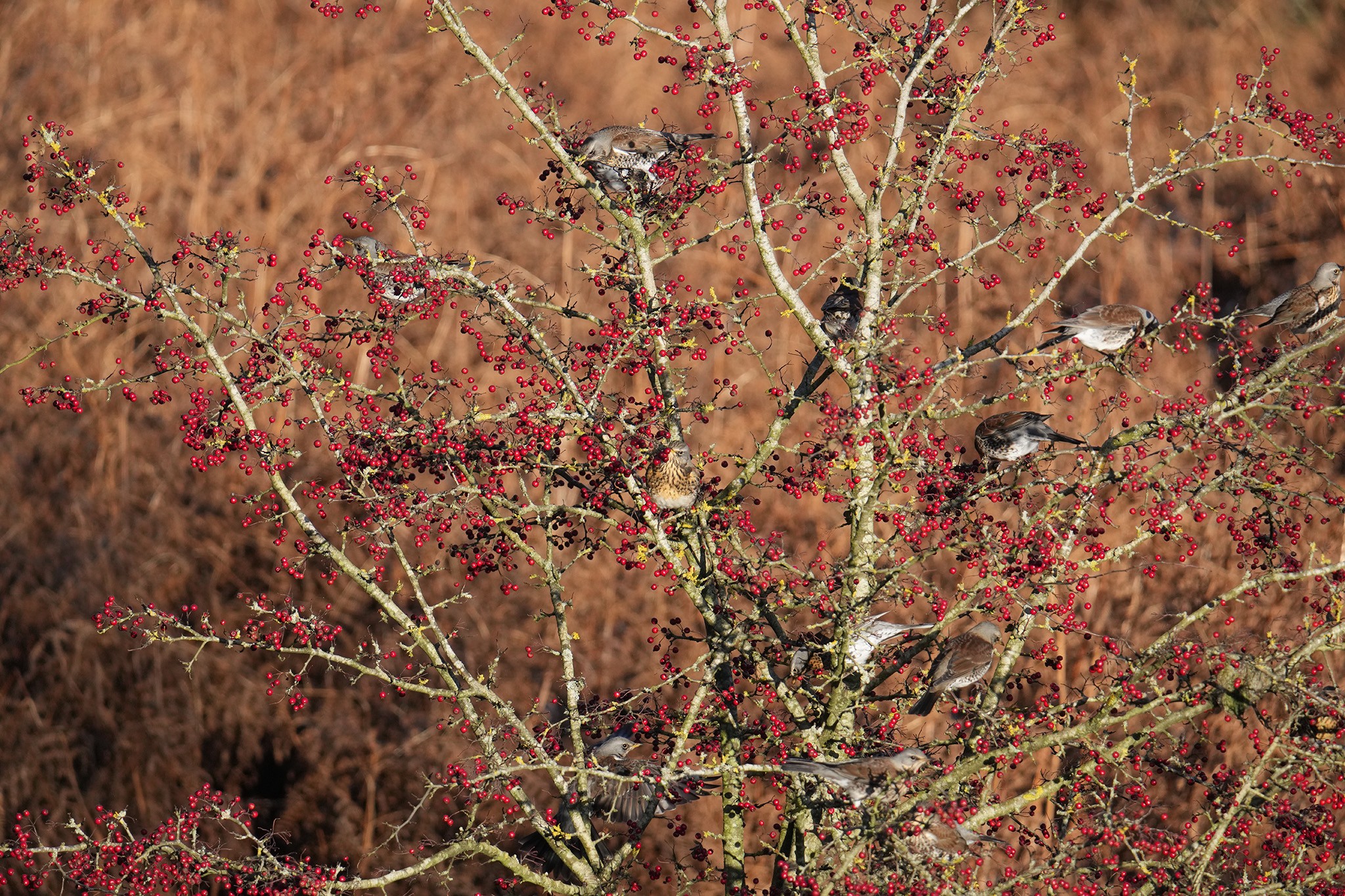 Fieldfare-DSC04557-2048px.jpg