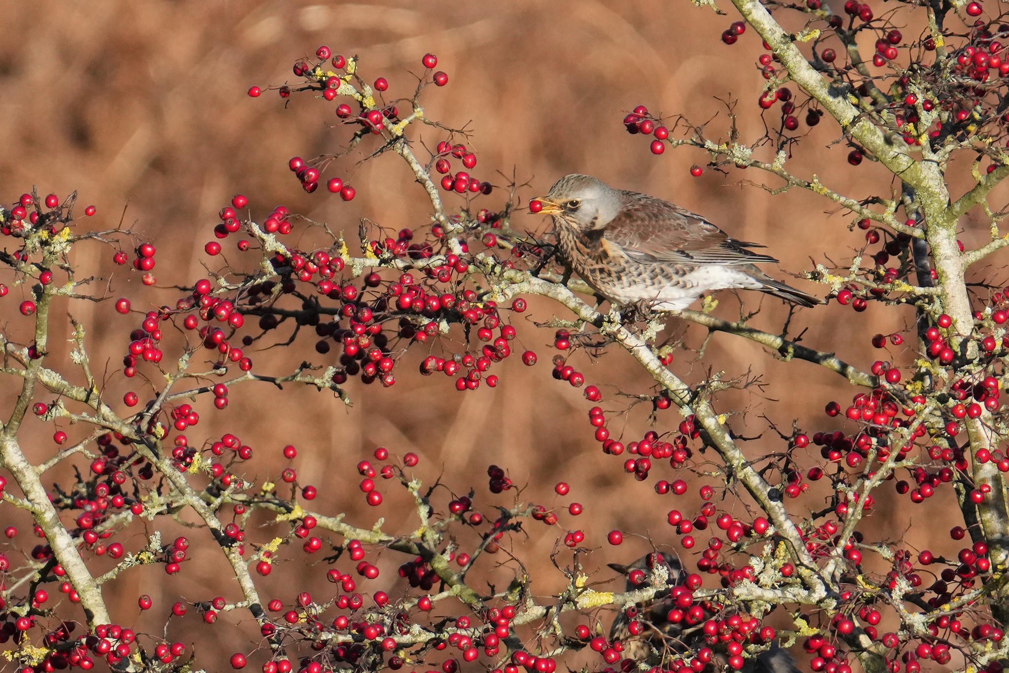 Fieldfare-DSC04589-2048px.jpg