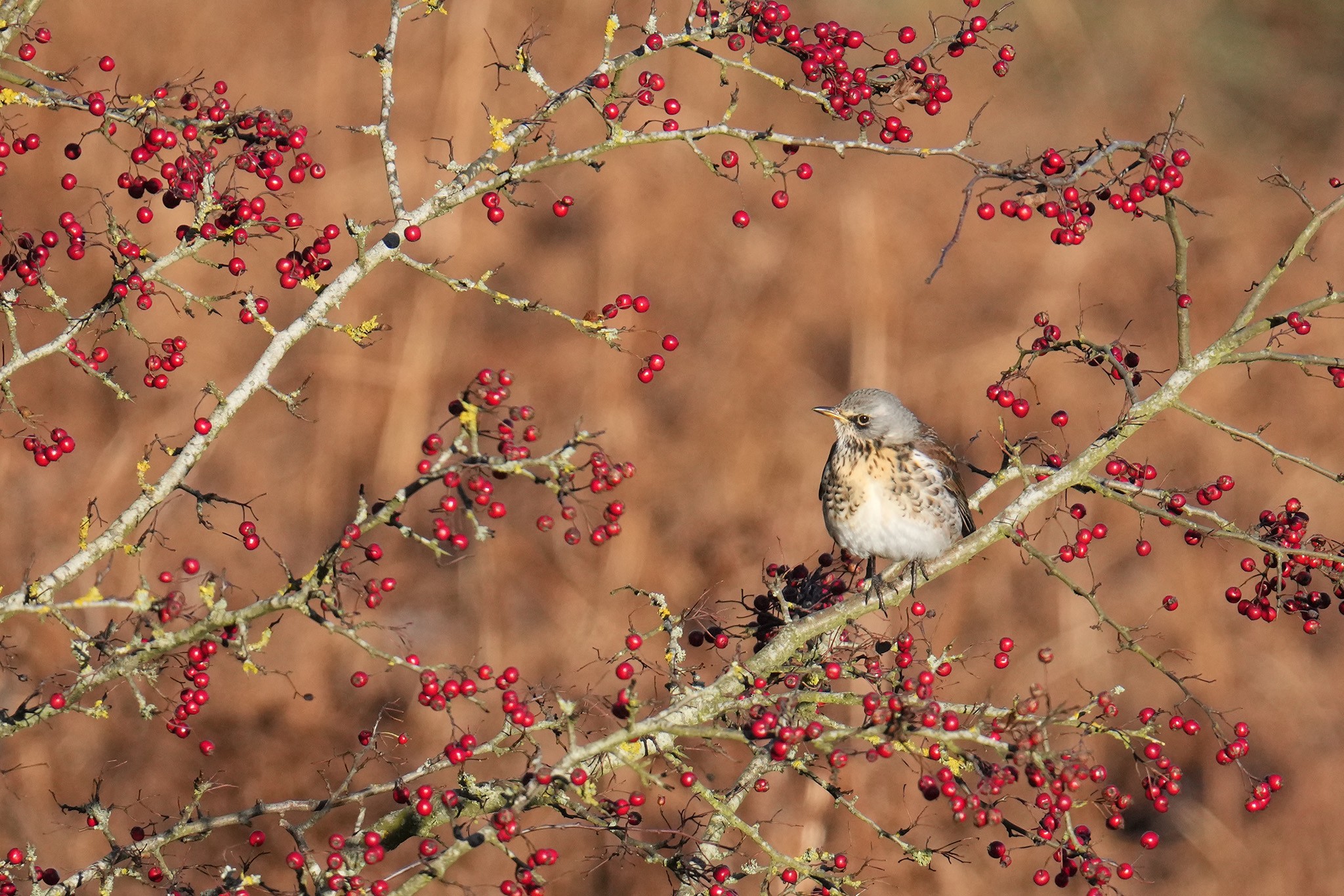 Fieldfare-DSC04592-2048px.jpg