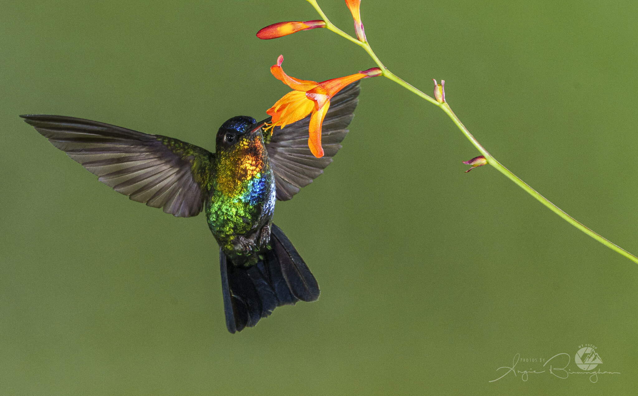 Fiery throated Hummingbird.jpg