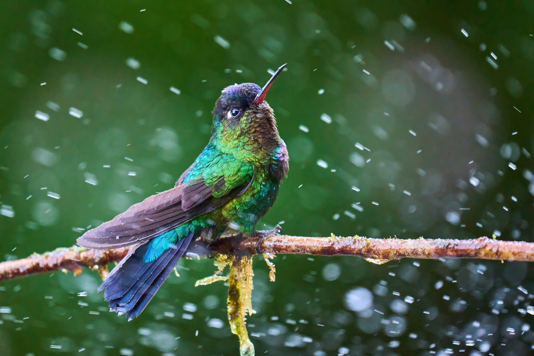 Fiery-throated Hummingbird - Talamanca Highlands - 03072024 - 22- DN.jpg