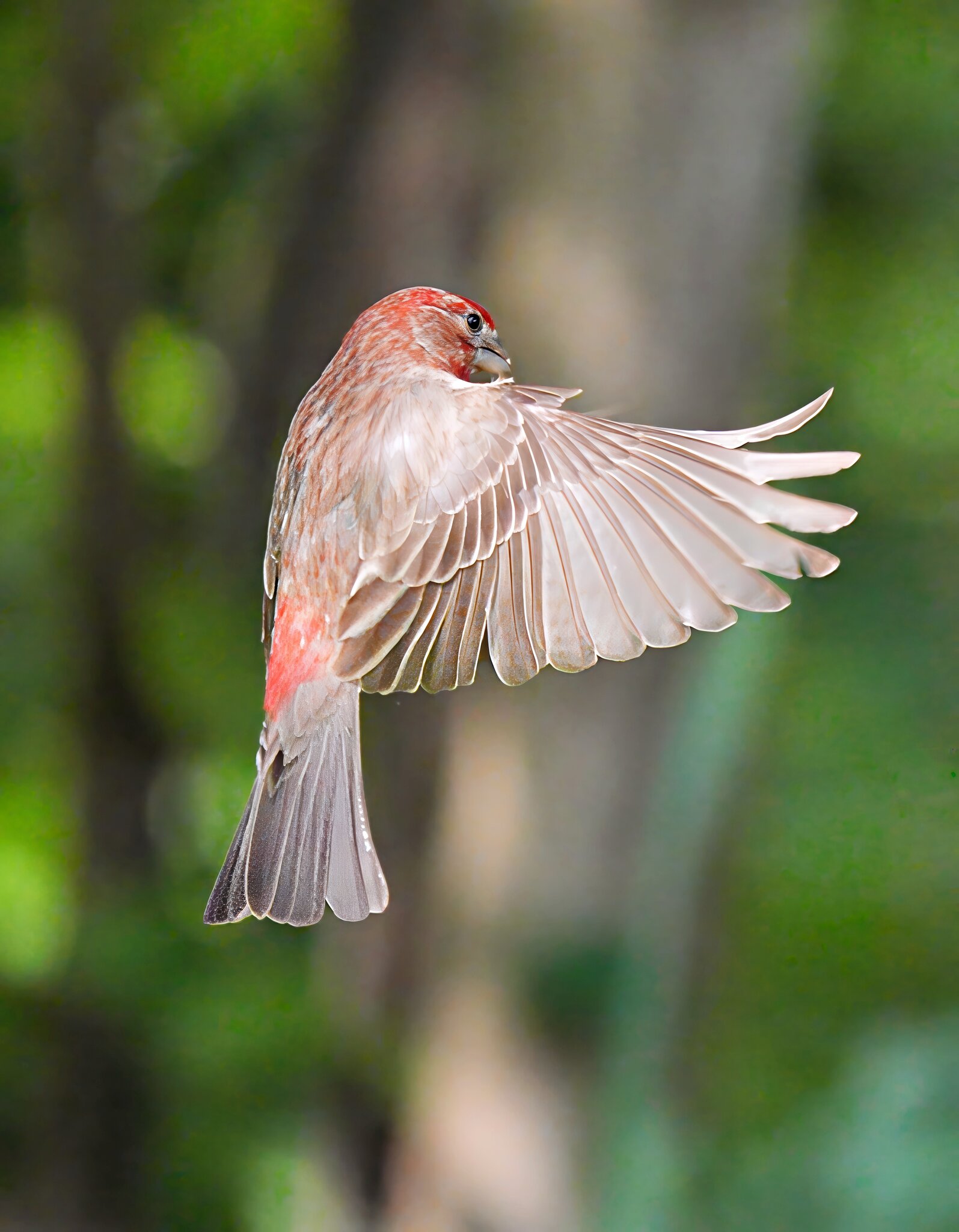 Finch.jpg