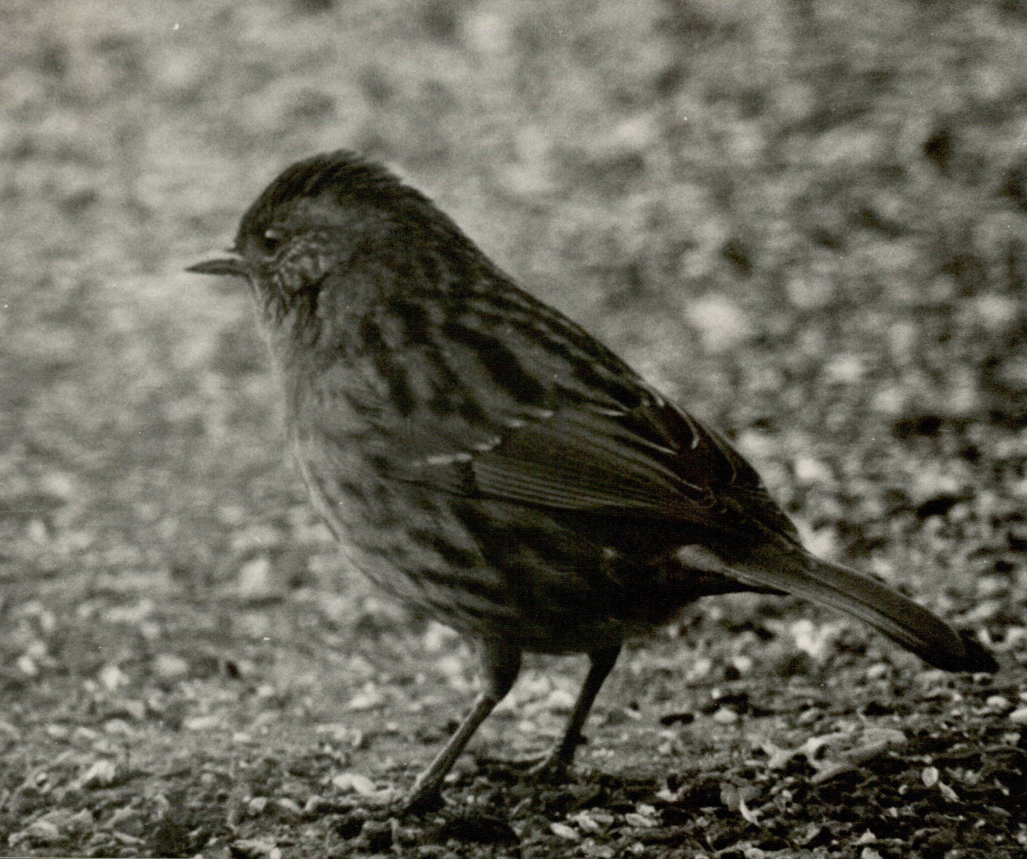 First Dunnock.jpg