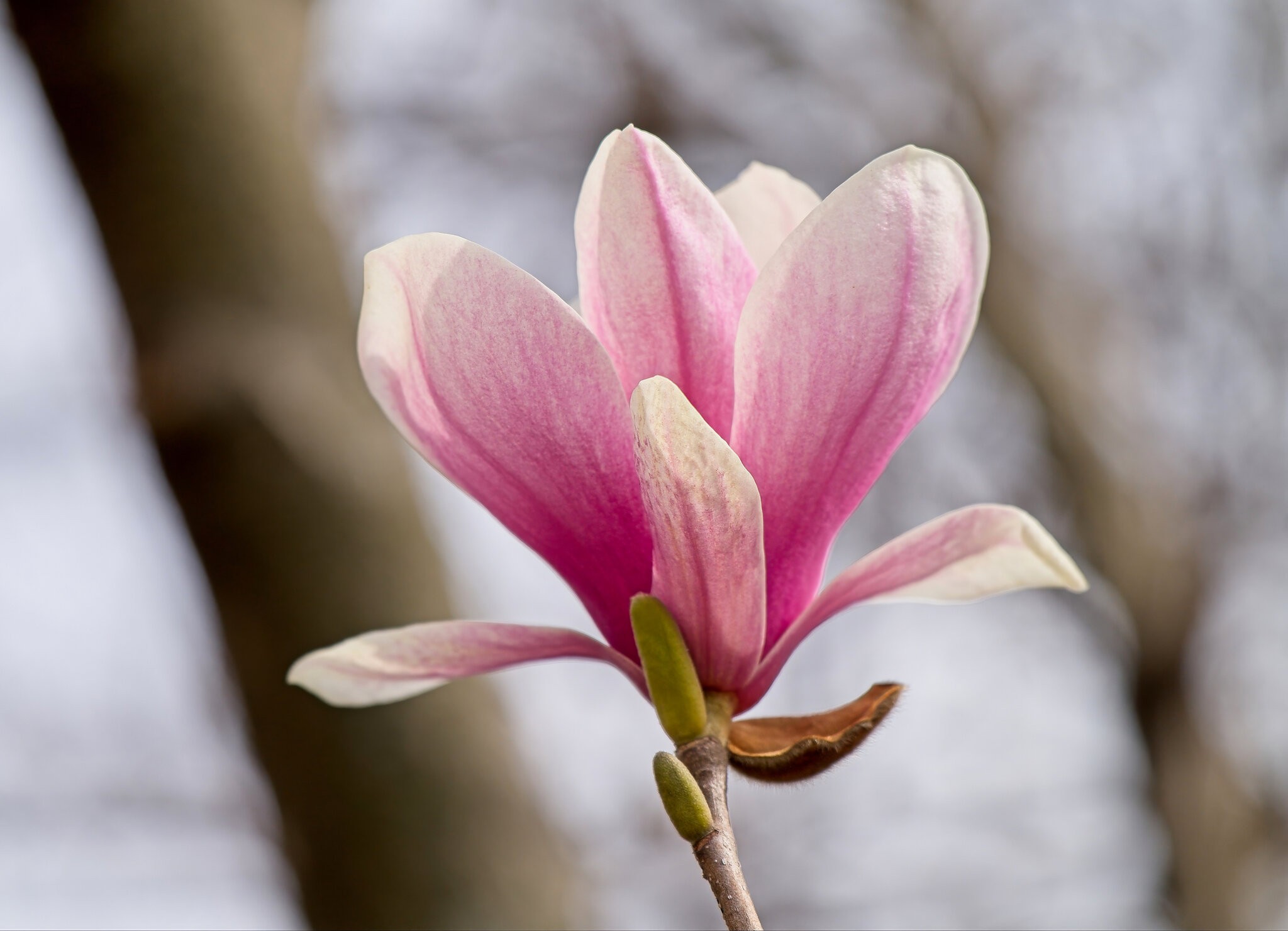 First Tulip Magnolia Blossom of  the Season.jpeg