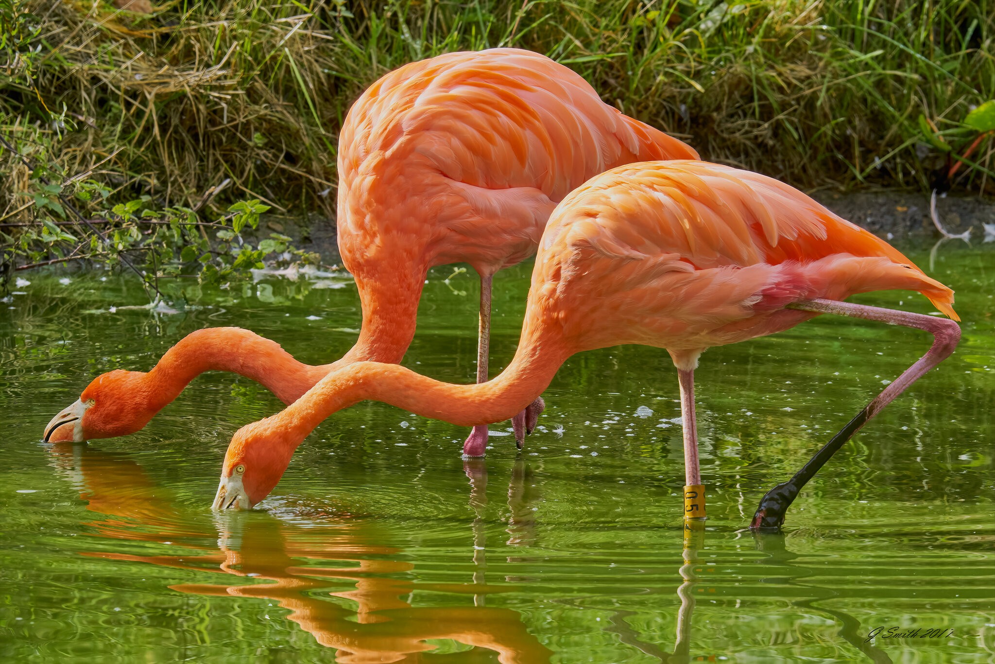 flamingo 2017.jpg
