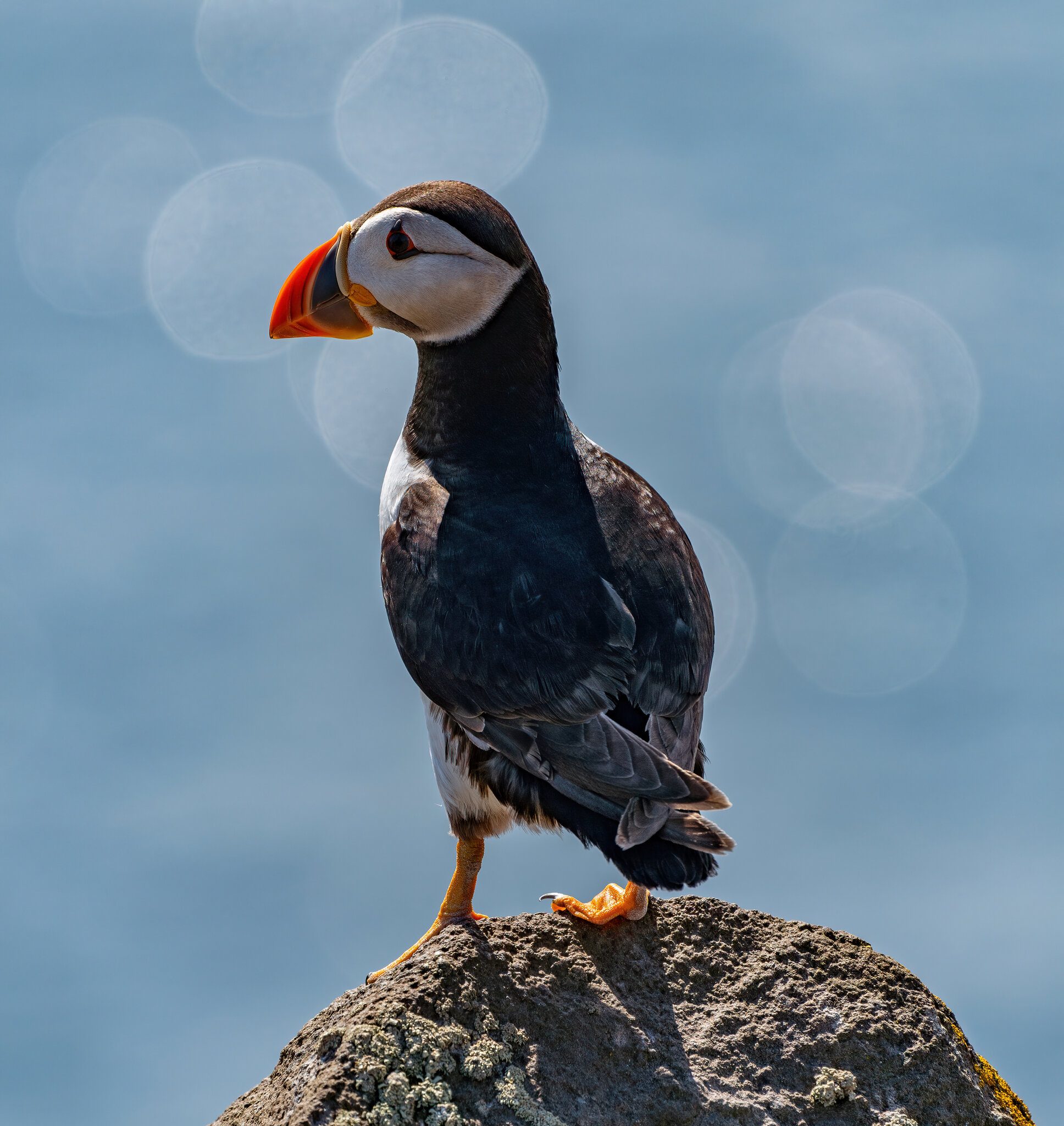 Flared Puffin2.jpg