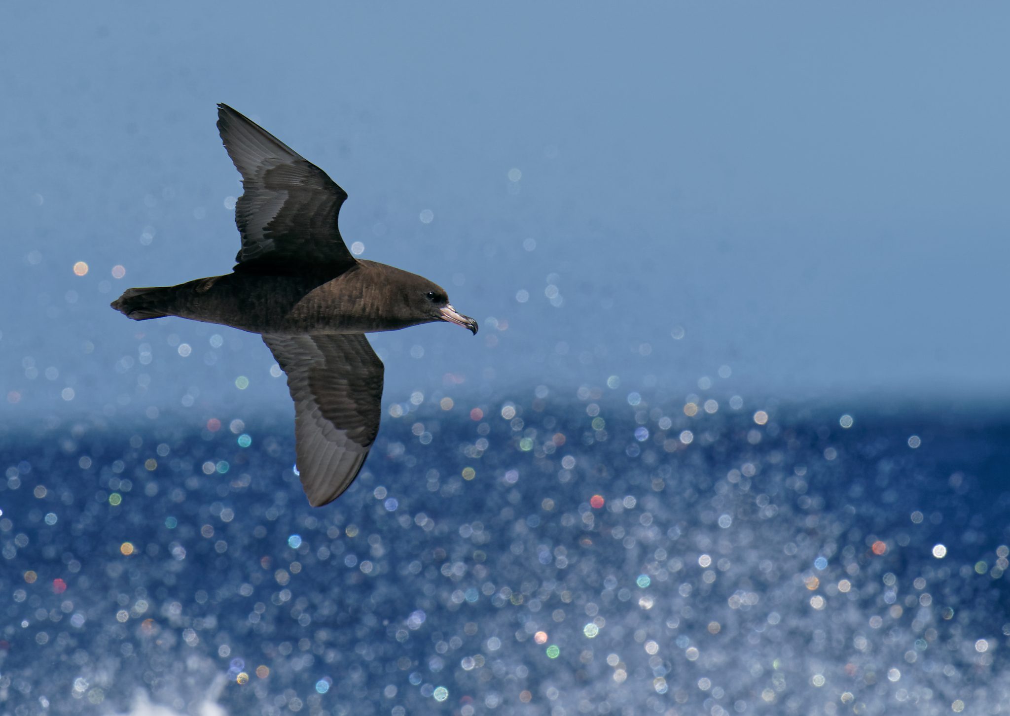 Flesh-footed Shearwater a 6.jpg