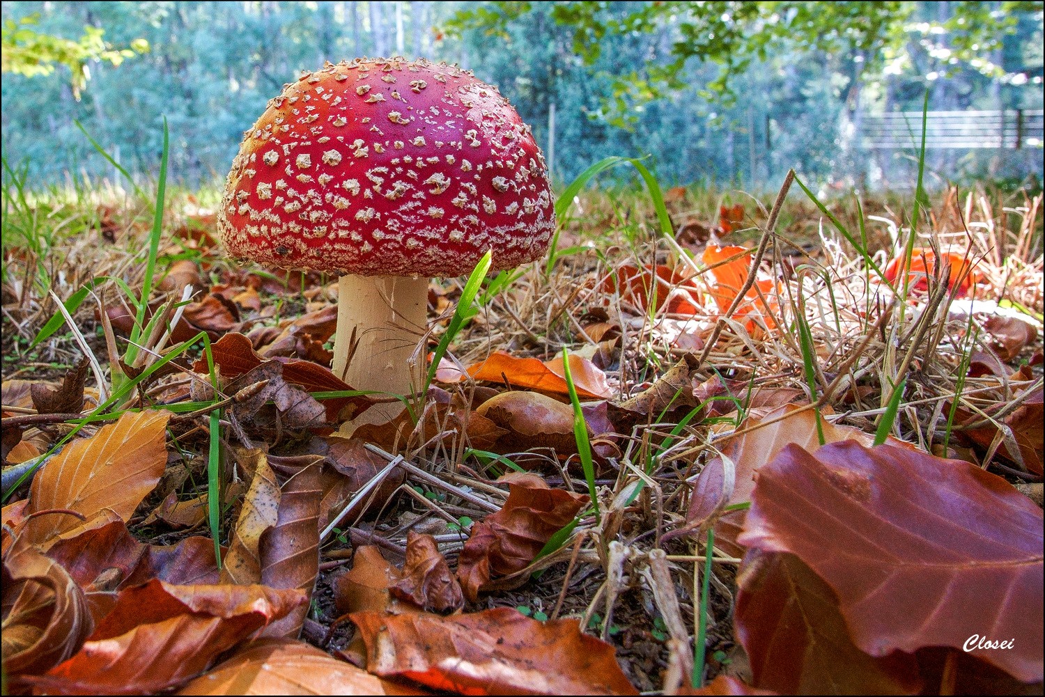 Fly agaric r.jpg