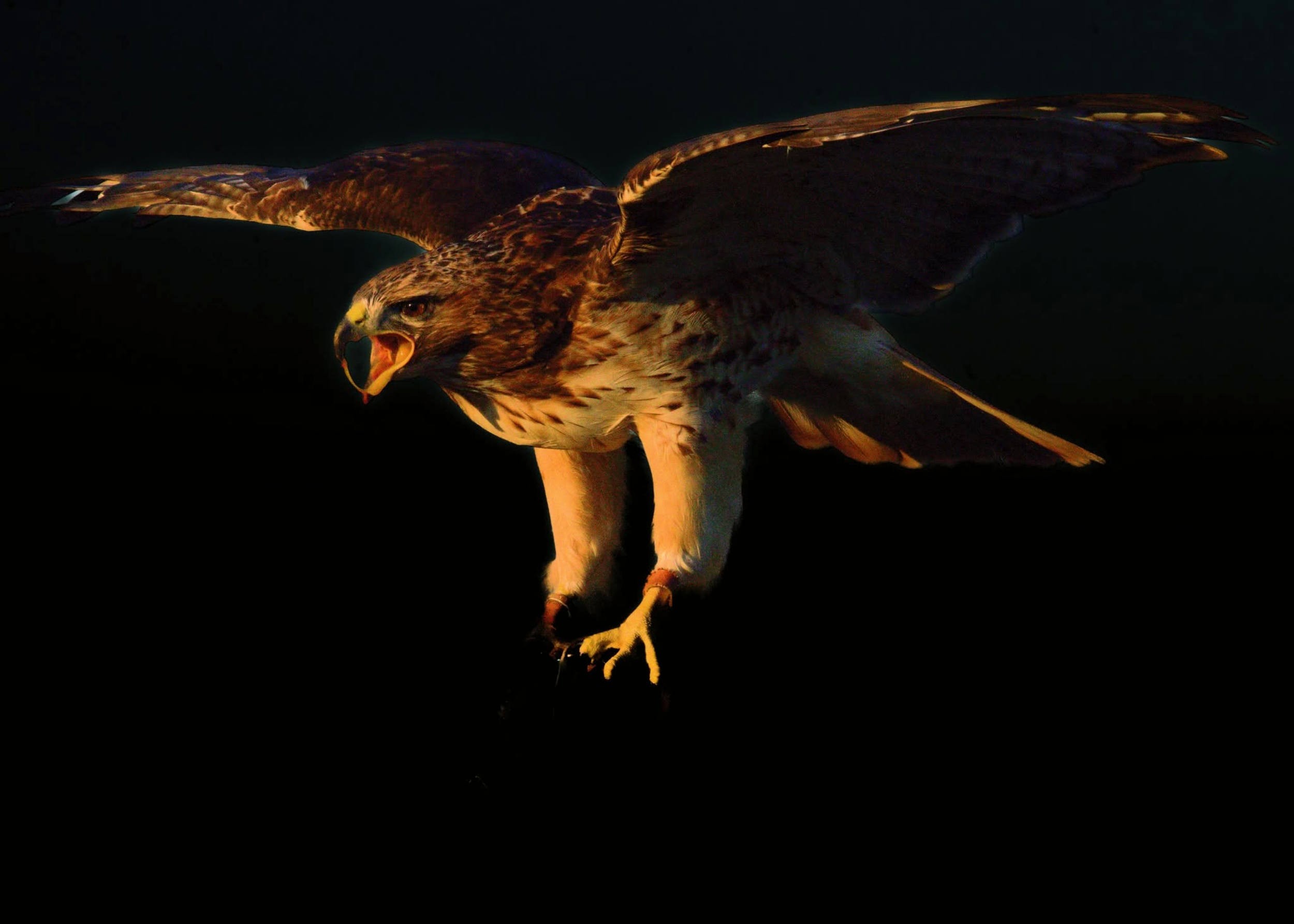Flying hawk 1.jpg