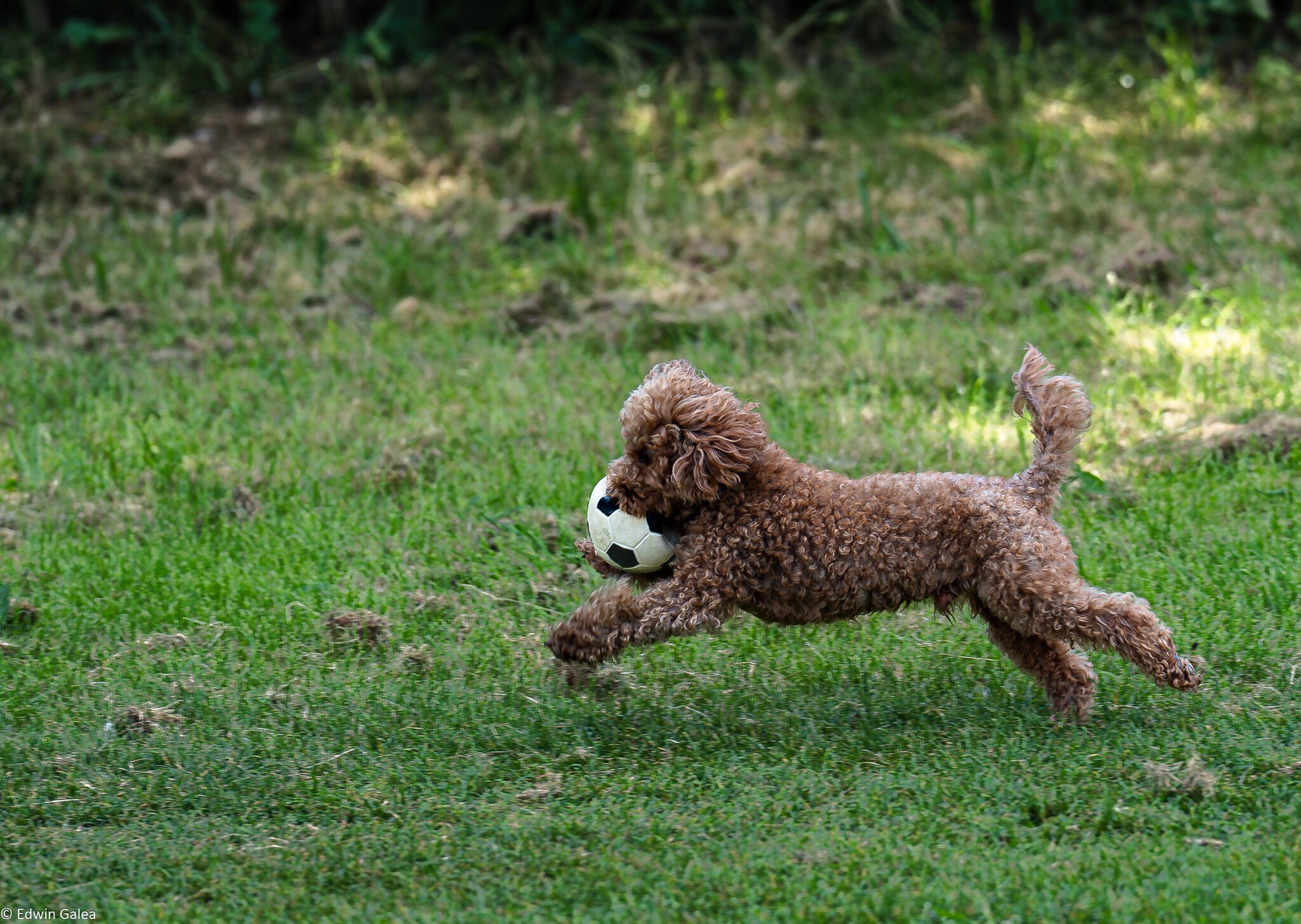 football_dog-2.jpg