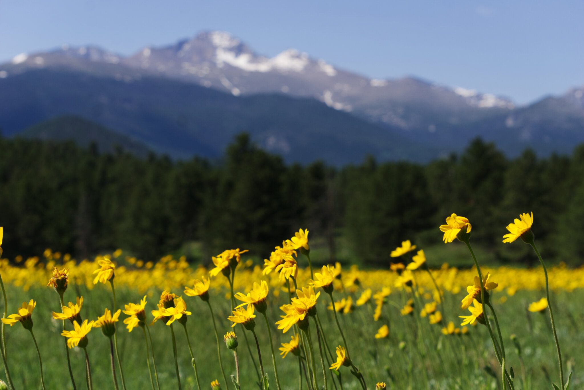 Foothill Arnica and Longs.jpg