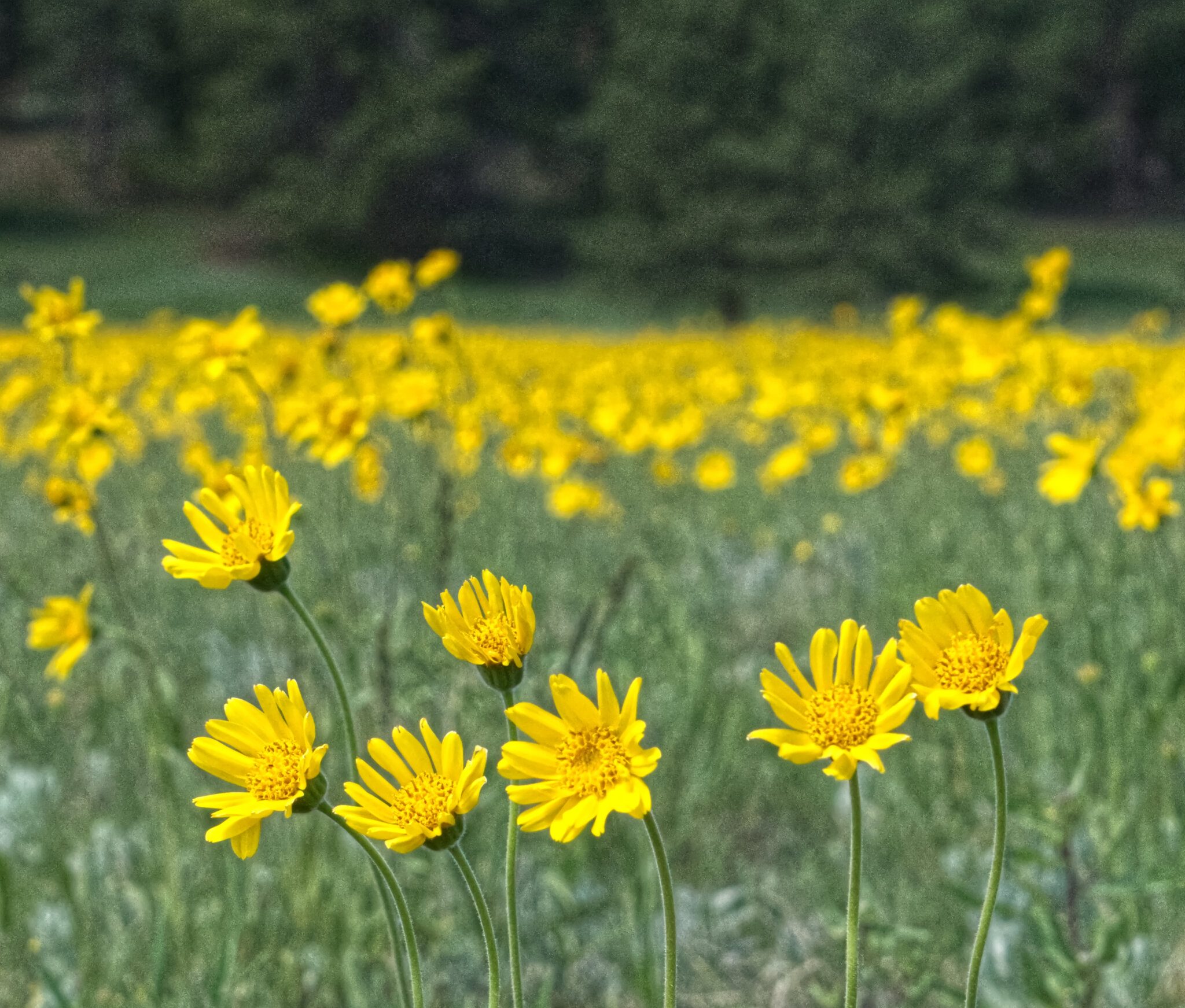 Foothill Arnica v2.jpg