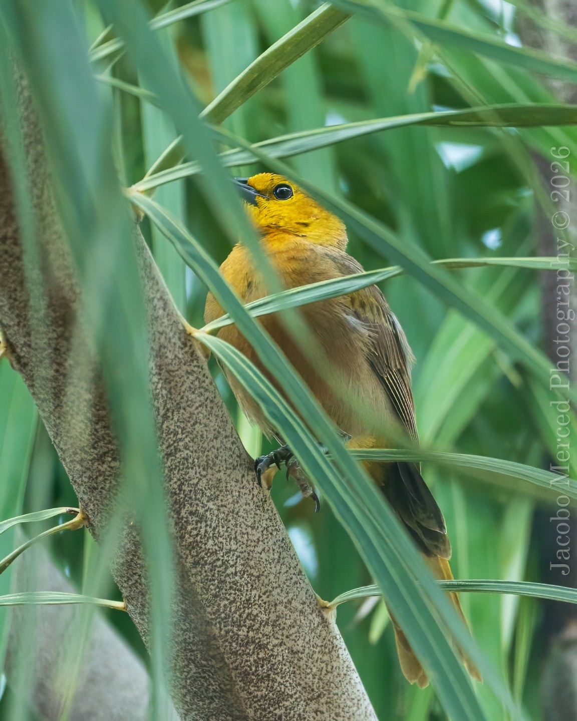 for_Insta_small_yellow_bird-2-2T-denoise.jpg