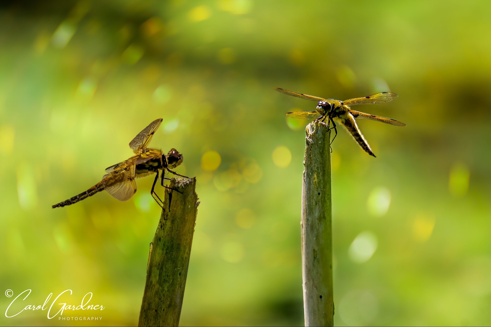 fourspottedchaser-pair.jpg