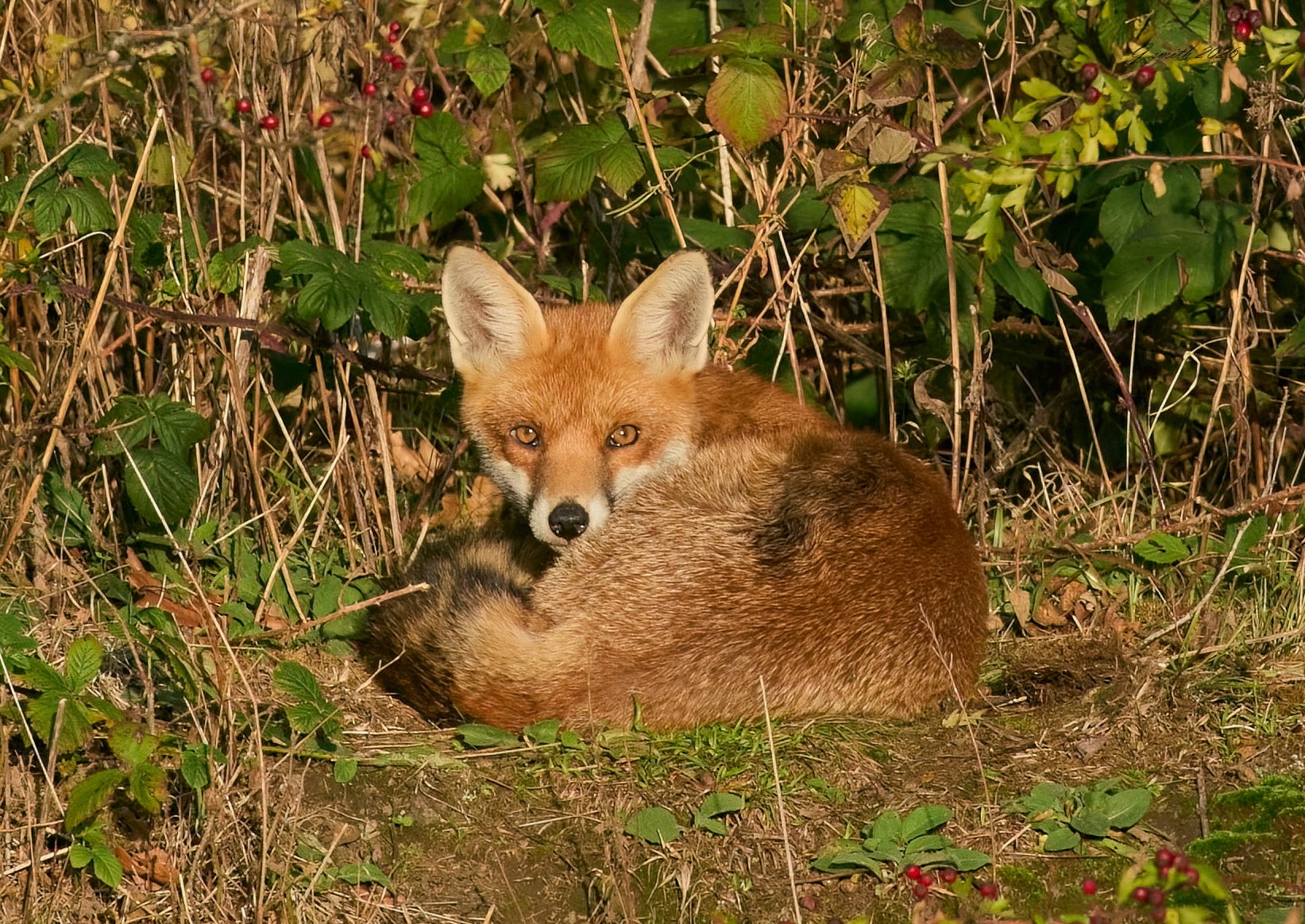 fox 2026_24.jpg