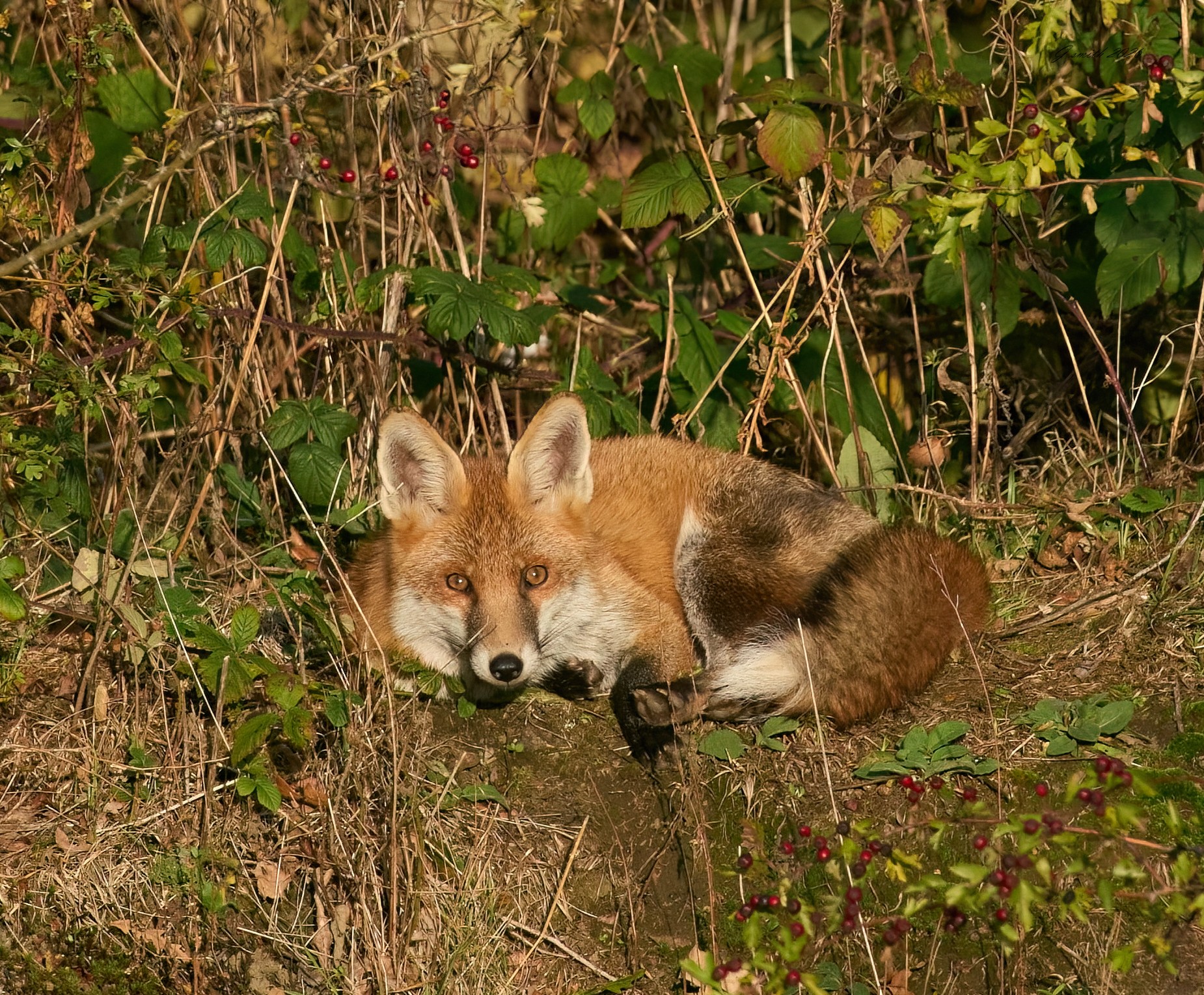 fox 2026_25.jpg
